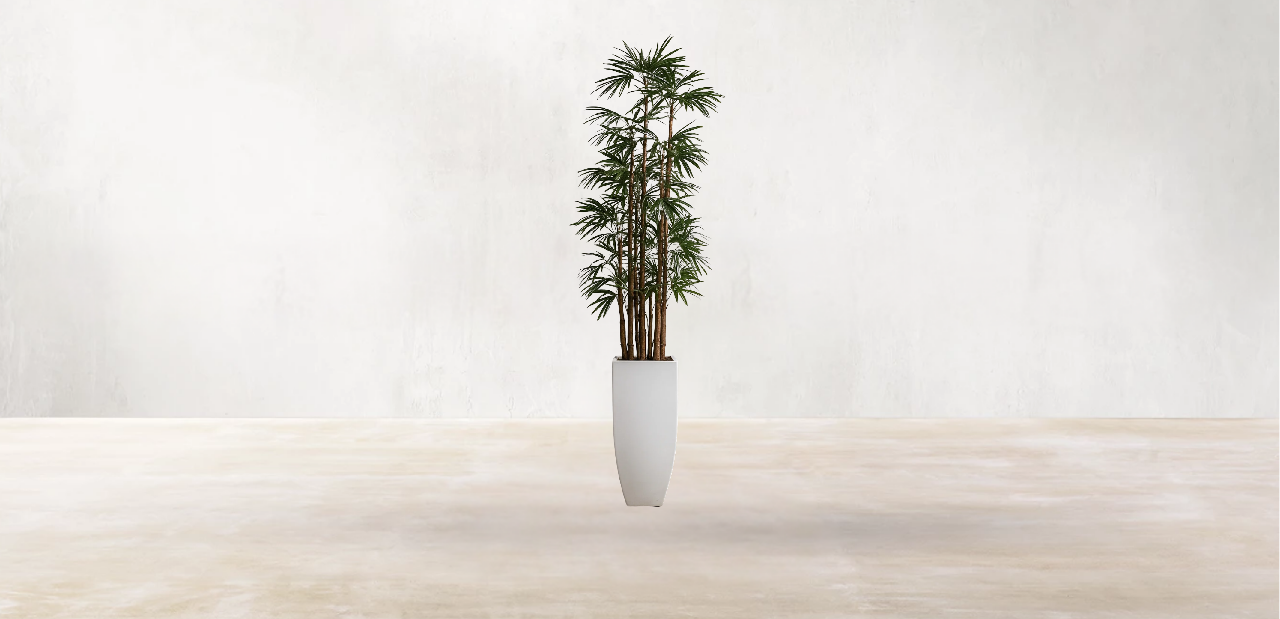 Lady Finger Palm of the Subtropics