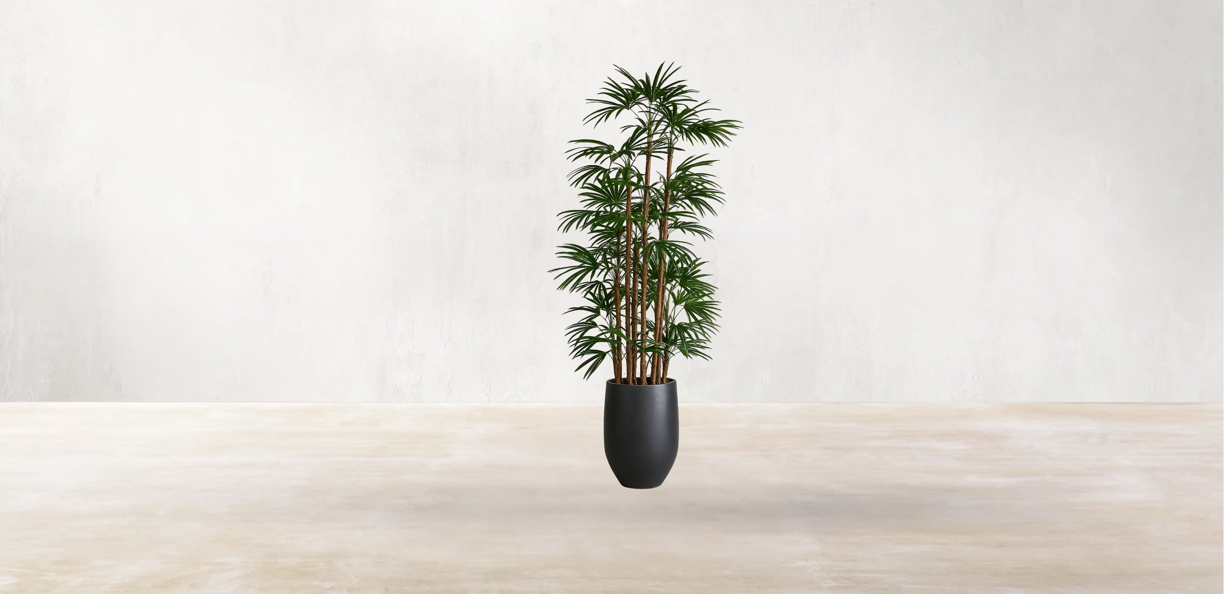 Lady Finger Palm of the Subtropics
