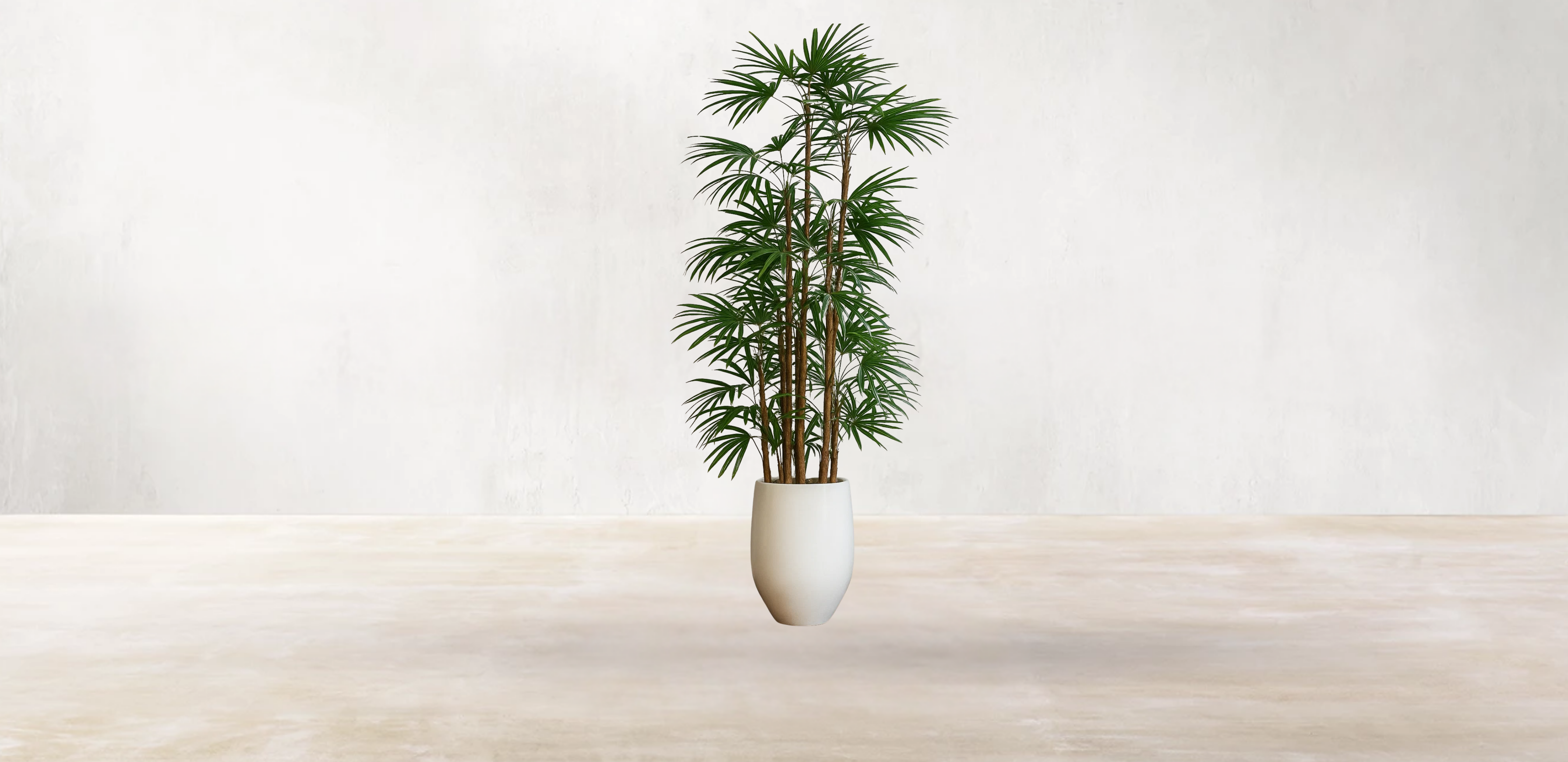 Lady Finger Palm of the Subtropics