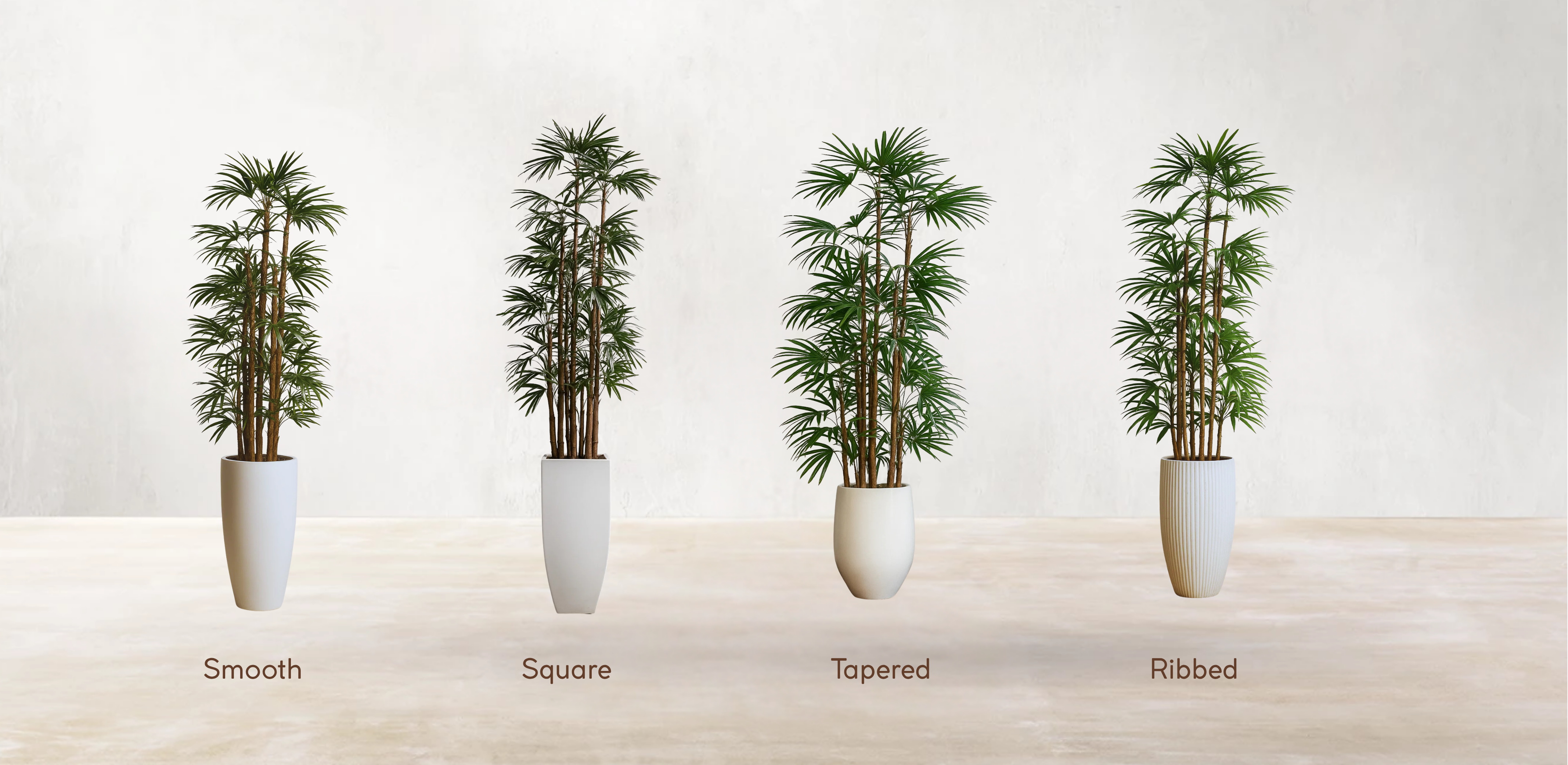 Lady Finger Palm of the Subtropics