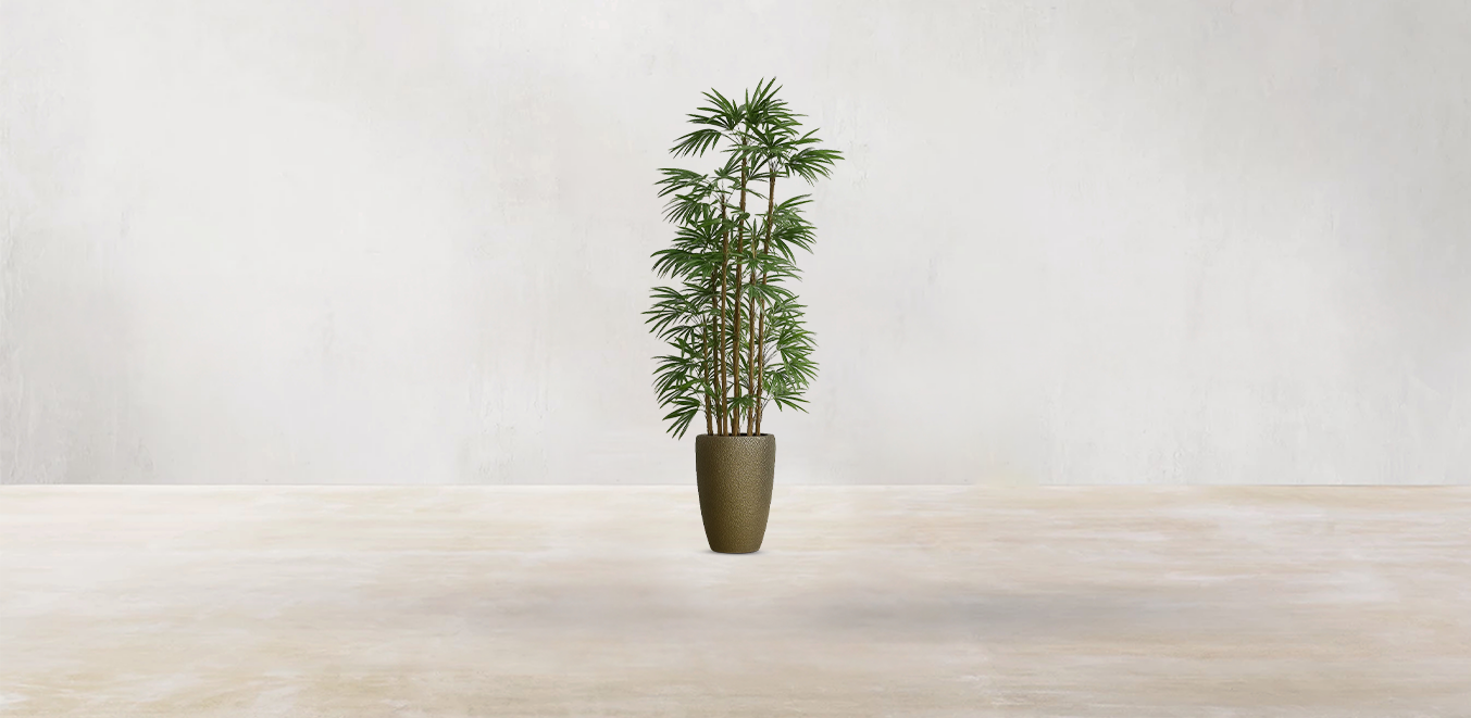 Lady Finger Palm of the Subtropics