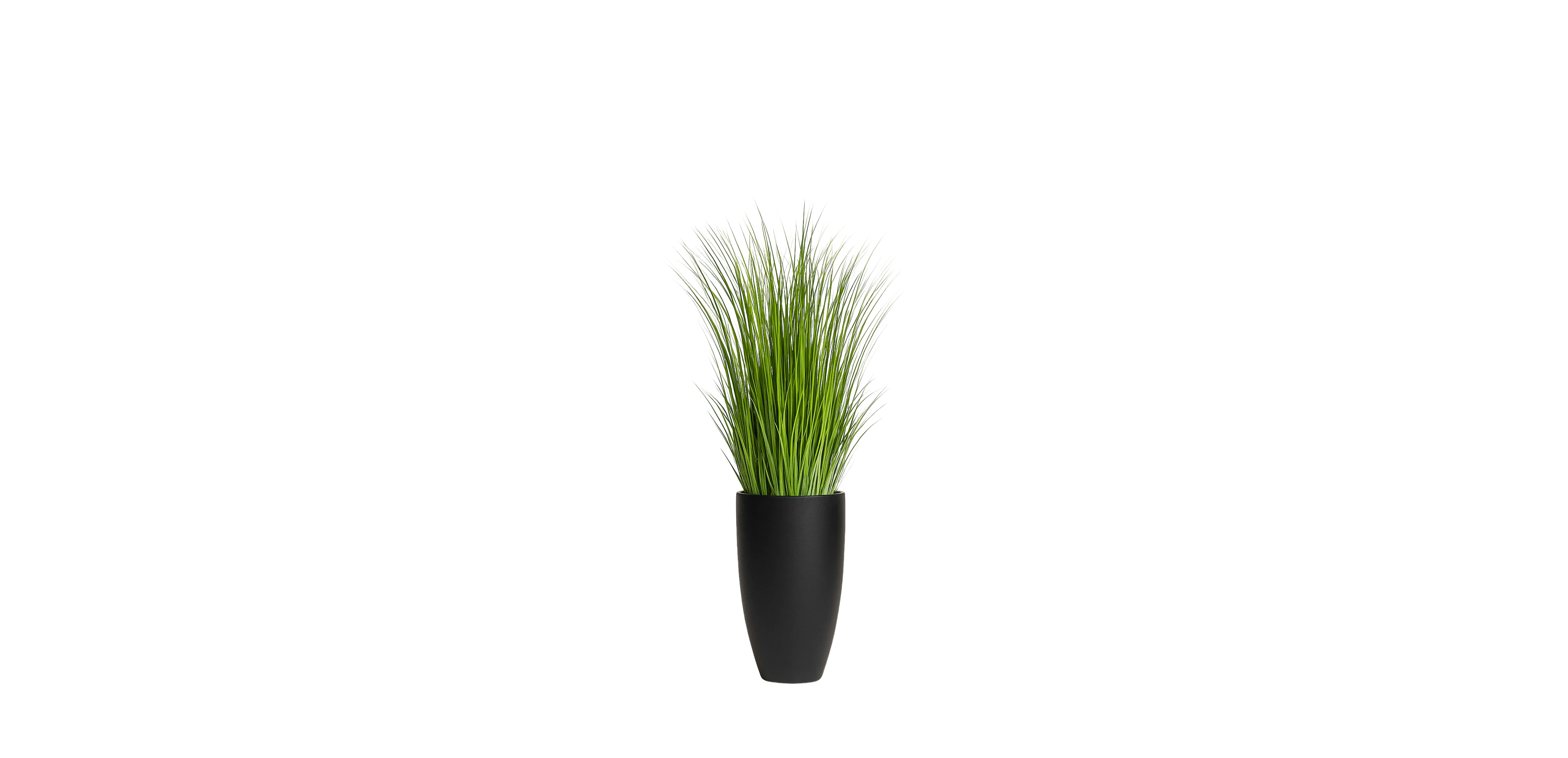 African Savanna Grass