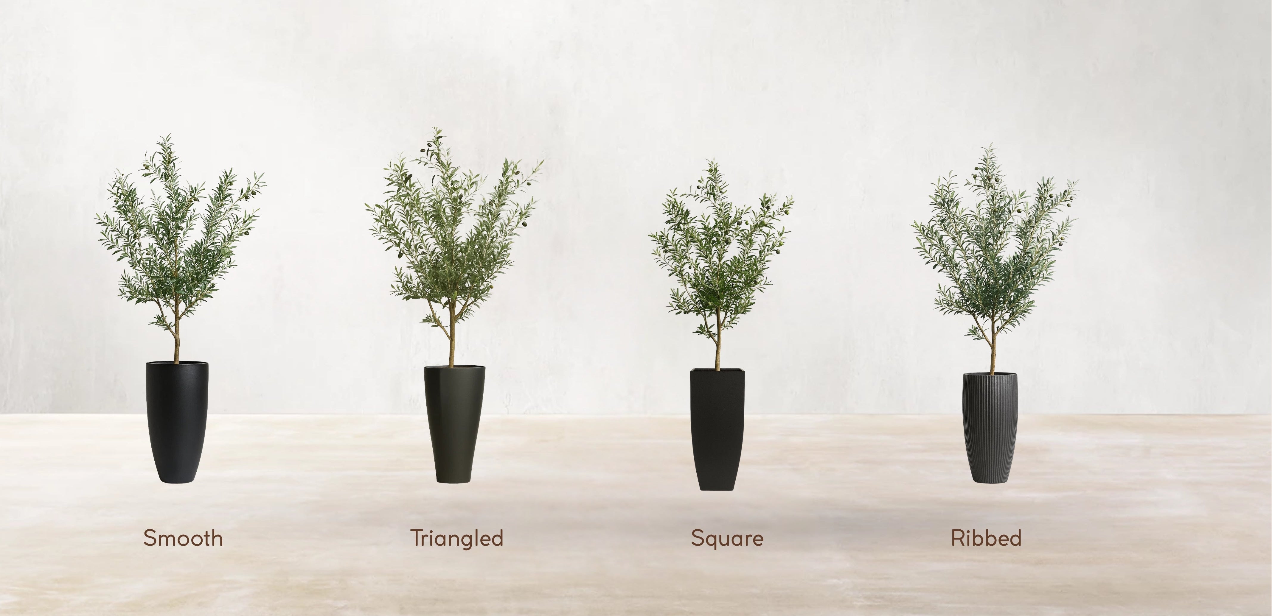 Young Mediterranean Olive Tree