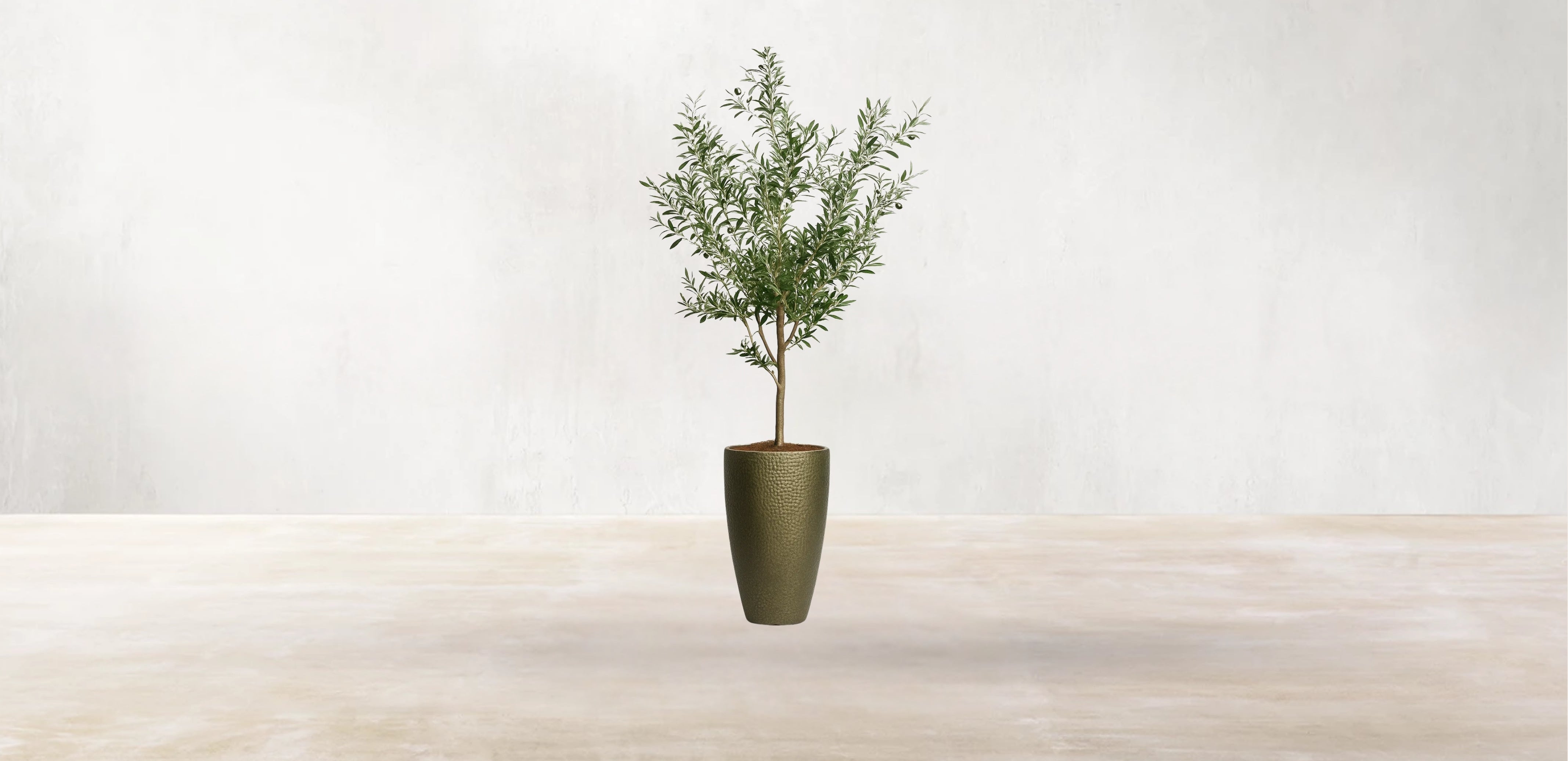 Young Mediterranean Olive Tree