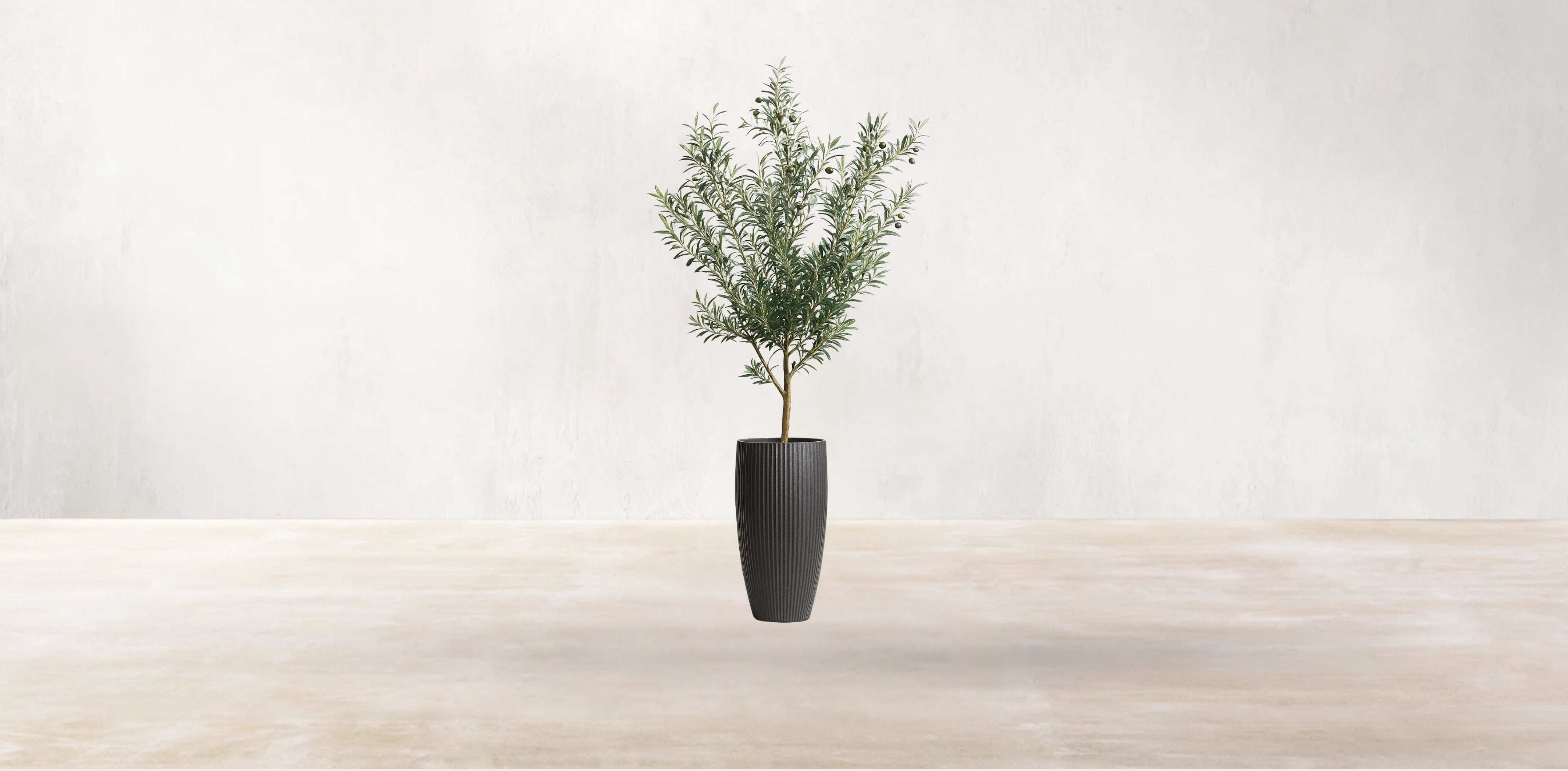 Young Mediterranean Olive Tree