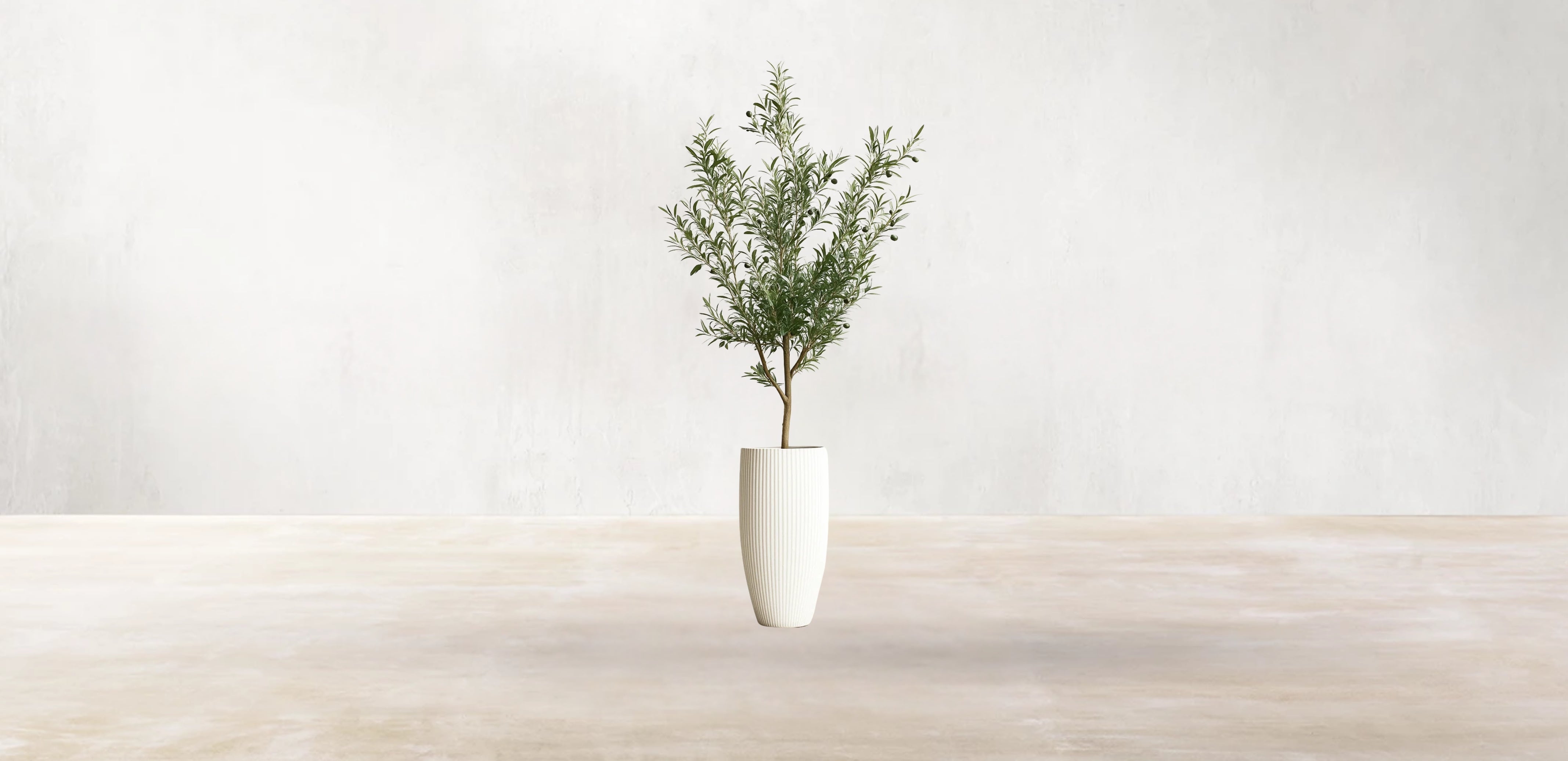 Young Mediterranean Olive Tree