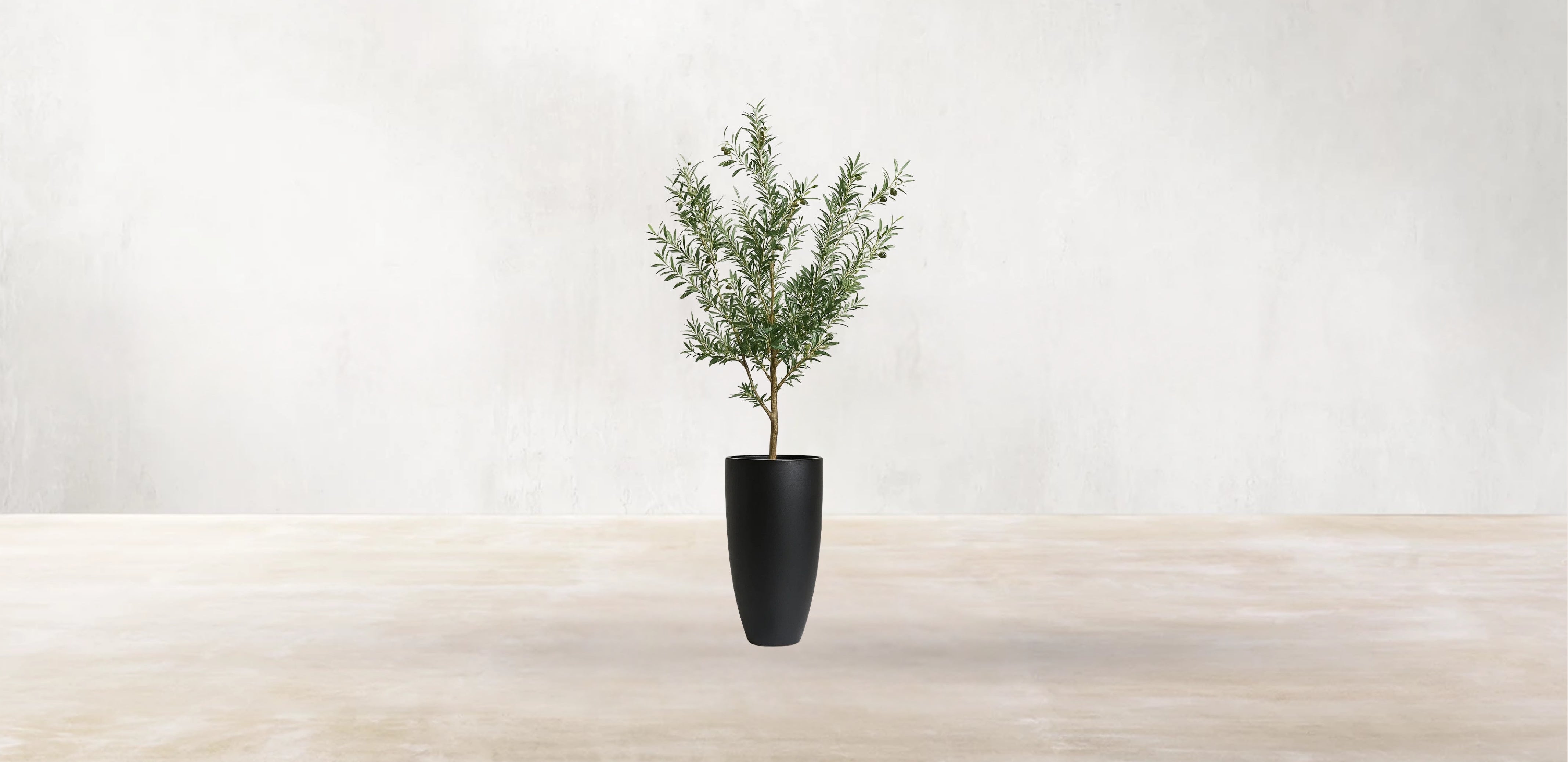 Young Mediterranean Olive Tree