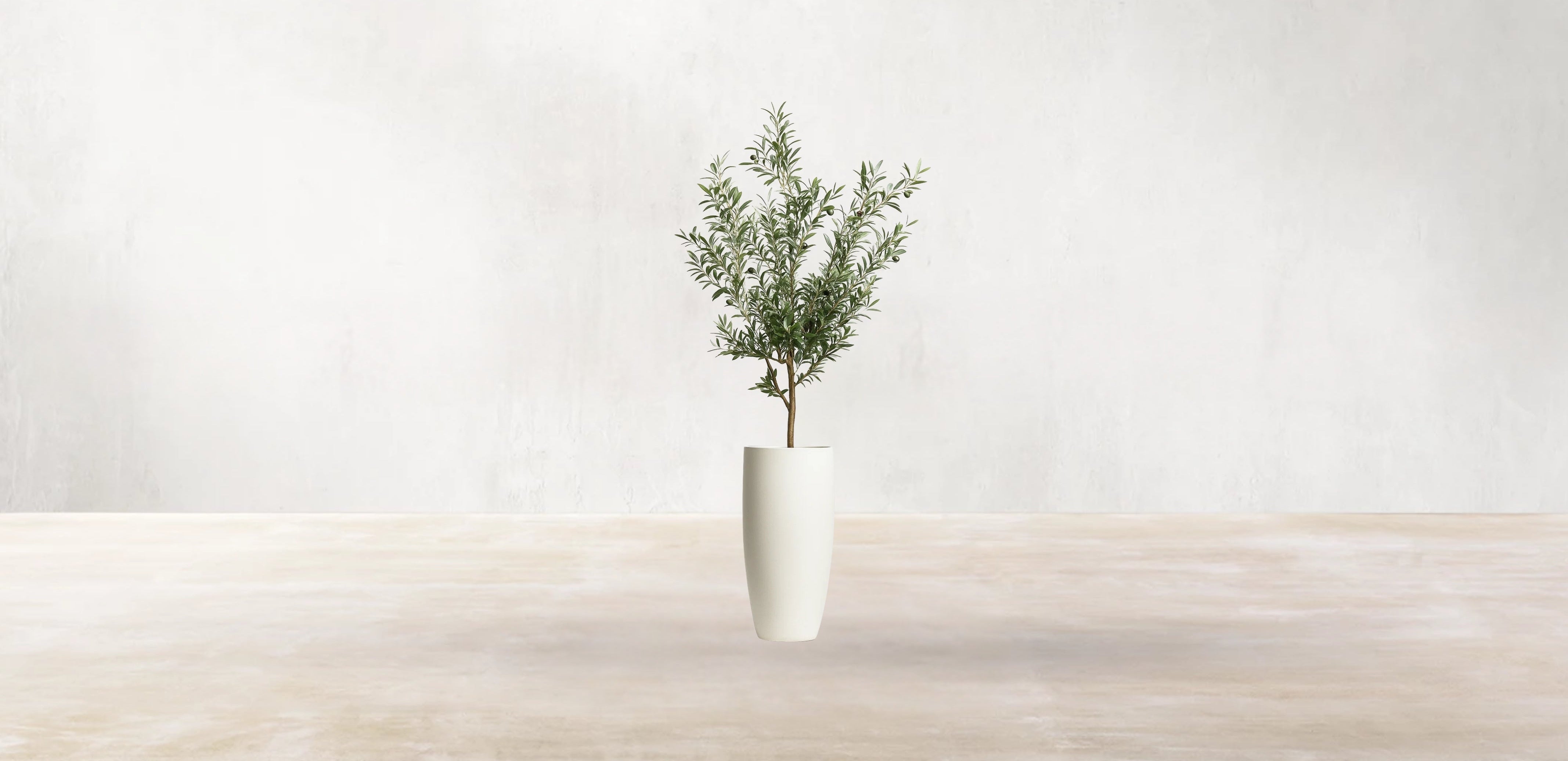 Young Mediterranean Olive Tree