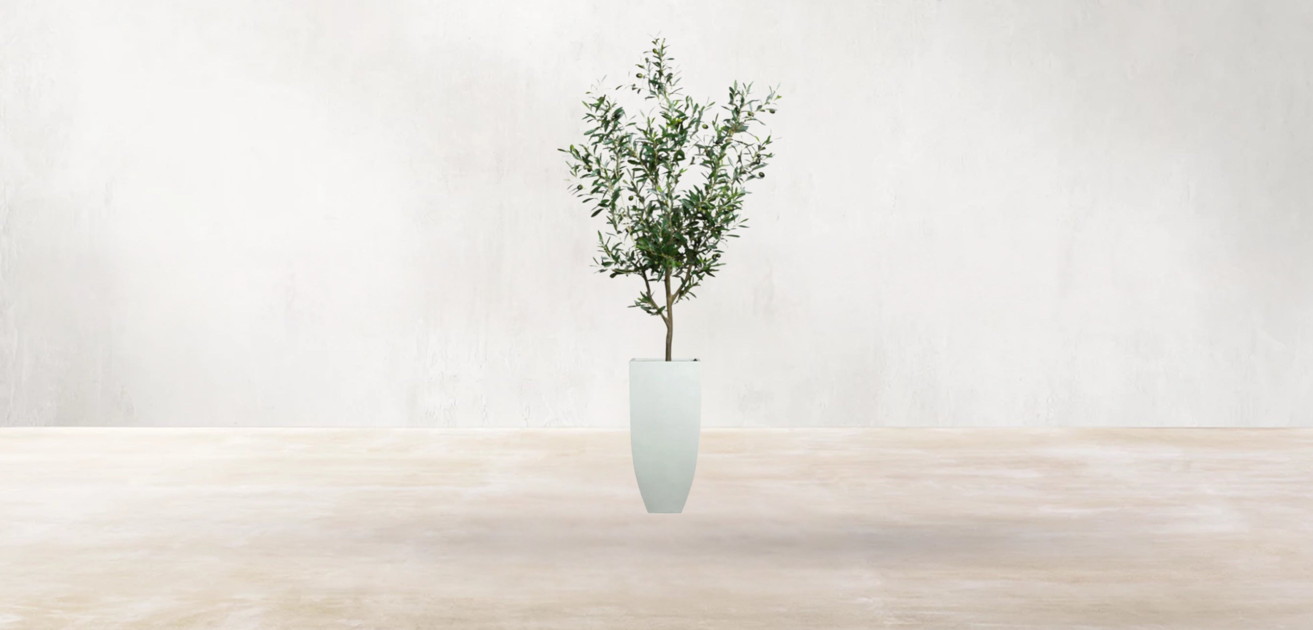 Young Mediterranean Olive Tree