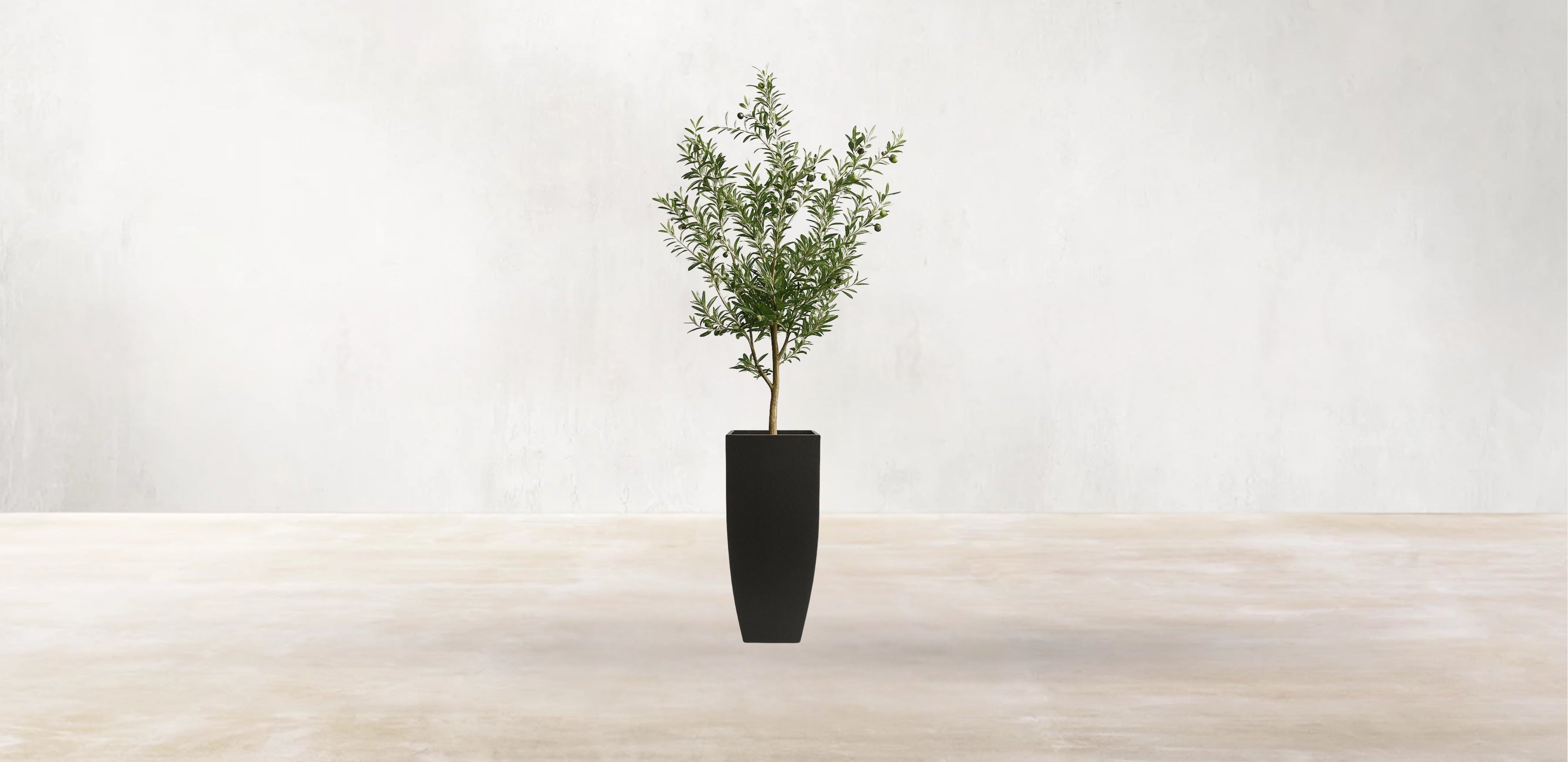 Young Mediterranean Olive Tree