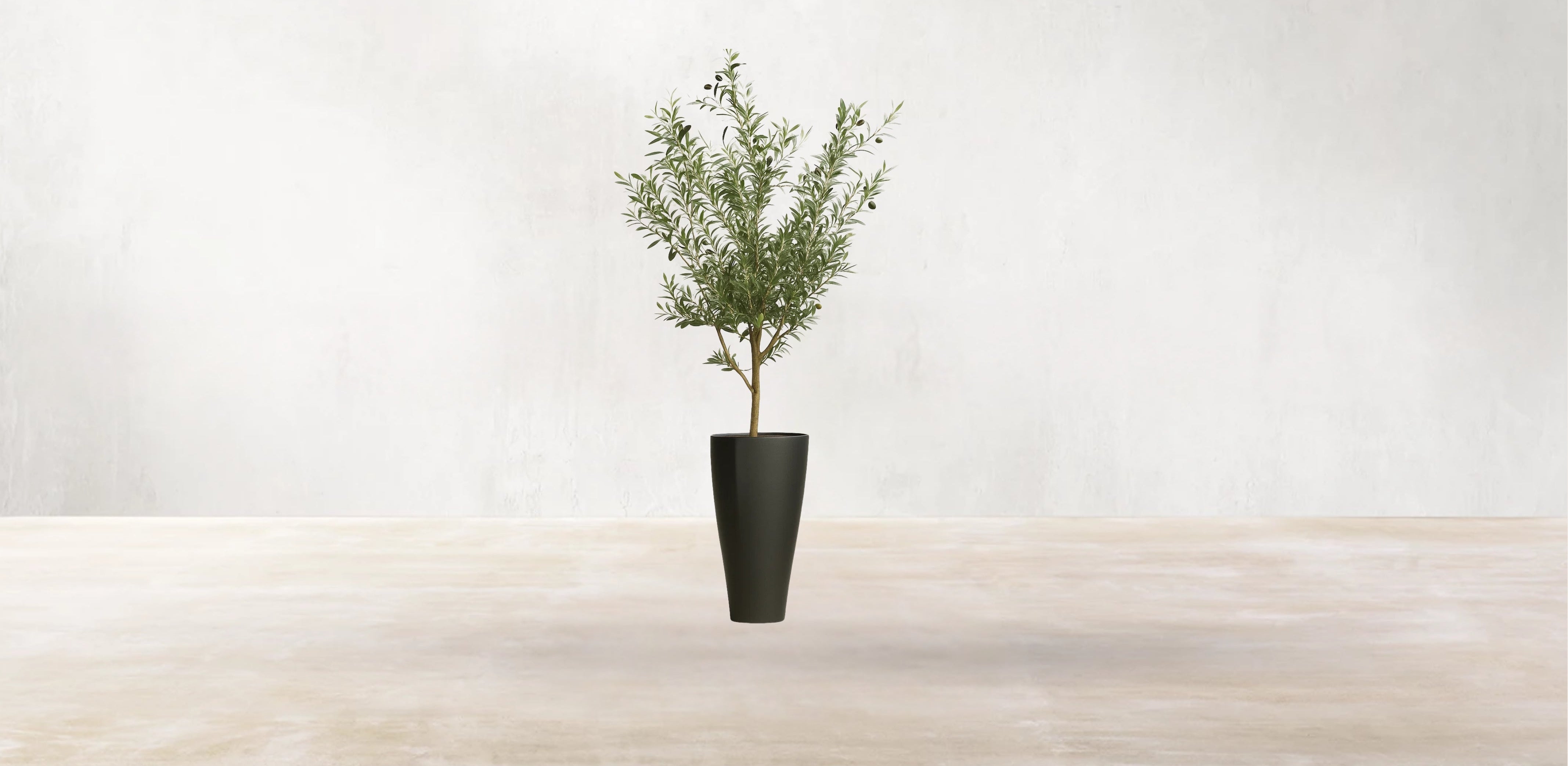 Young Mediterranean Olive Tree