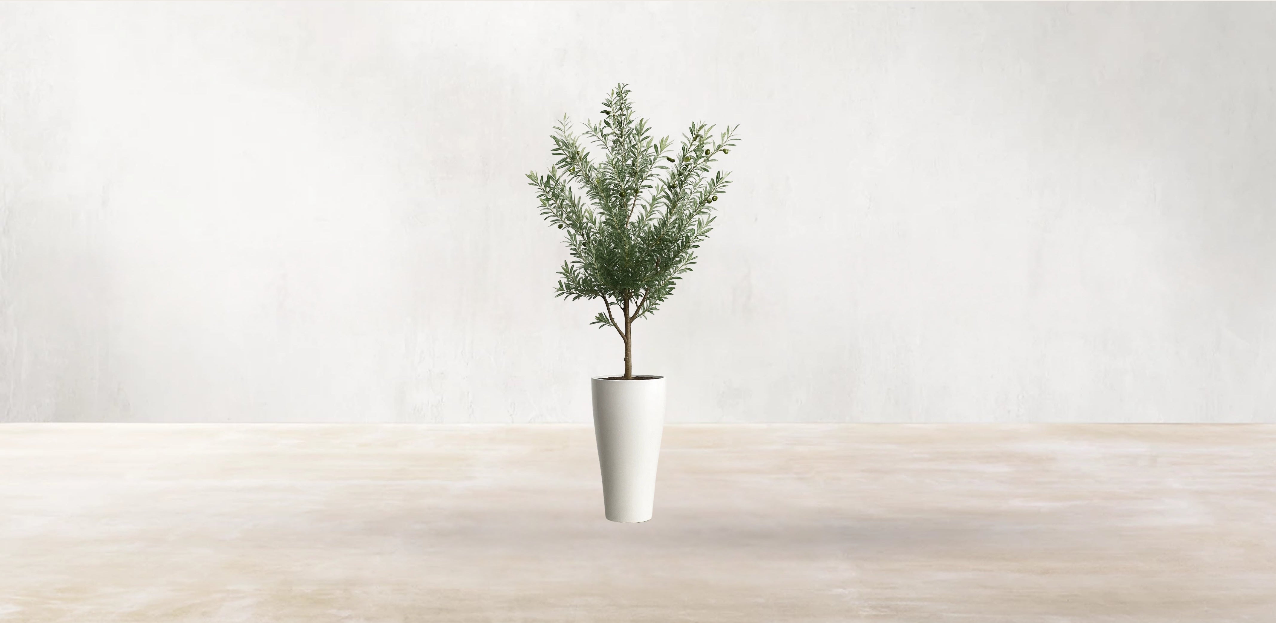Young Mediterranean Olive Tree