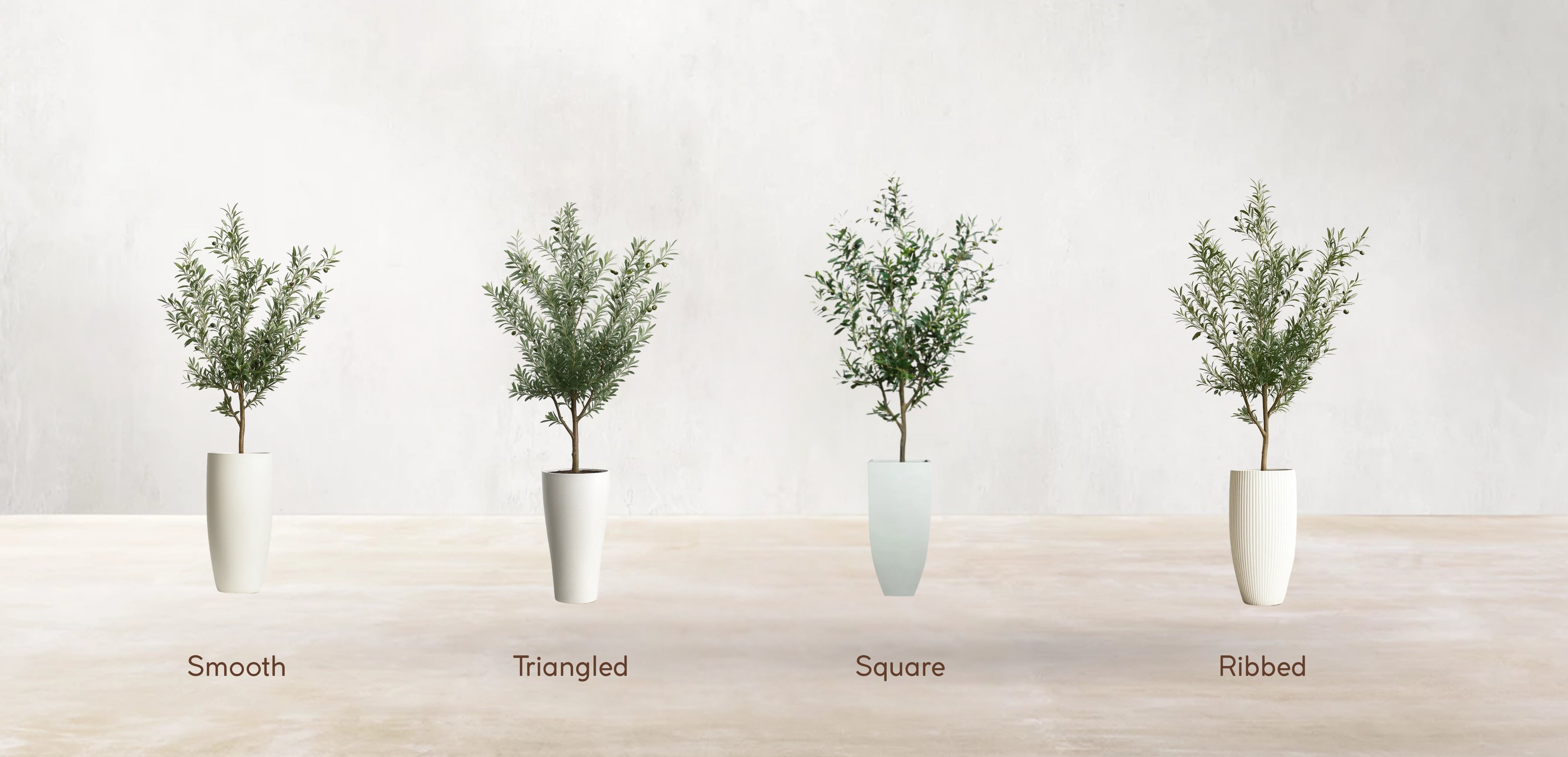 Young Mediterranean Olive Tree