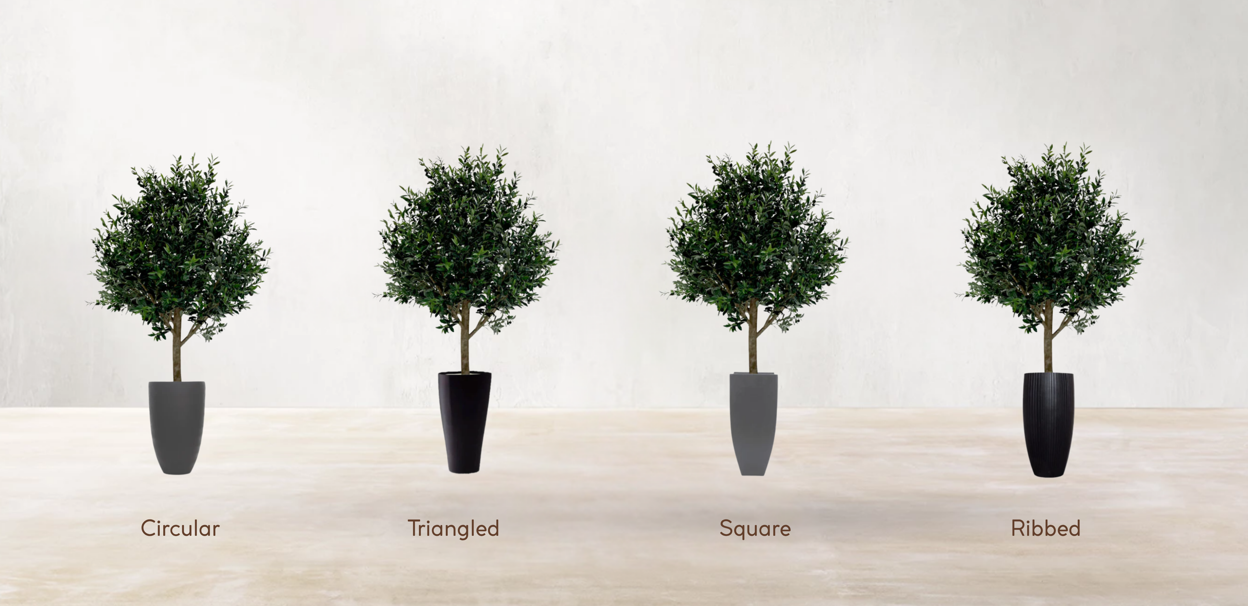 Mediterranean Olive Tree
