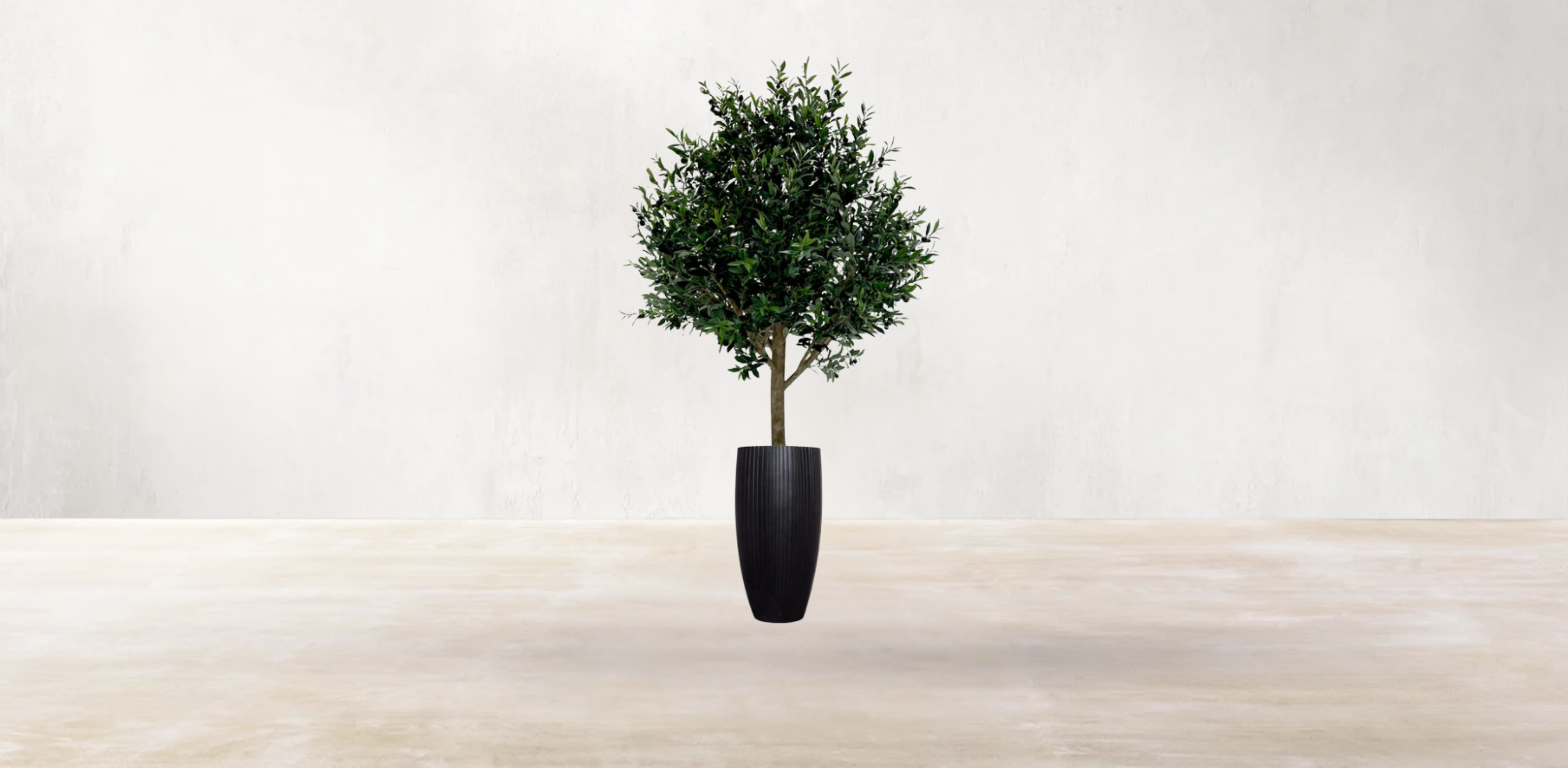 Mediterranean Olive Tree