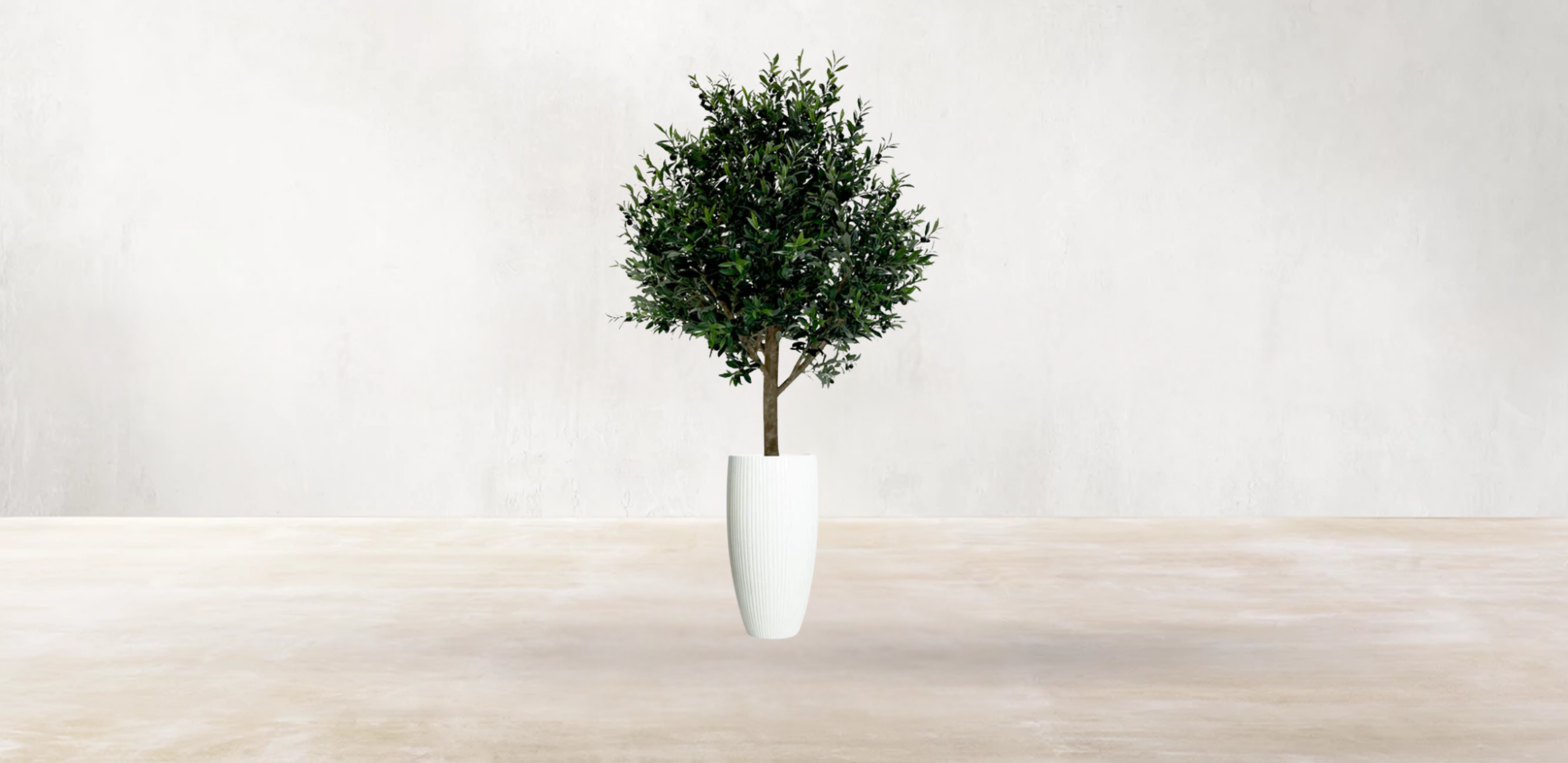 Mediterranean Olive Tree