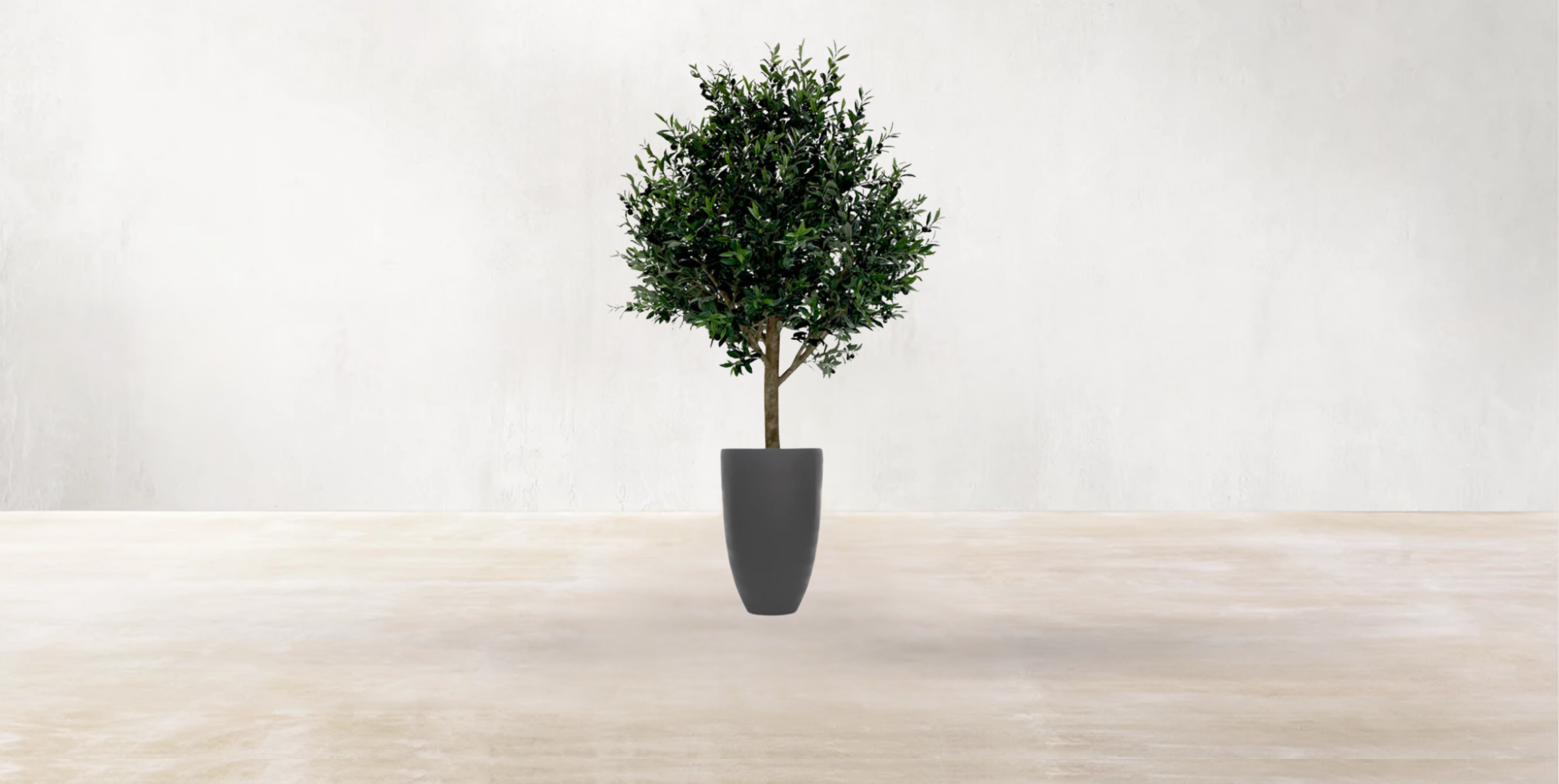 Mediterranean Olive Tree
