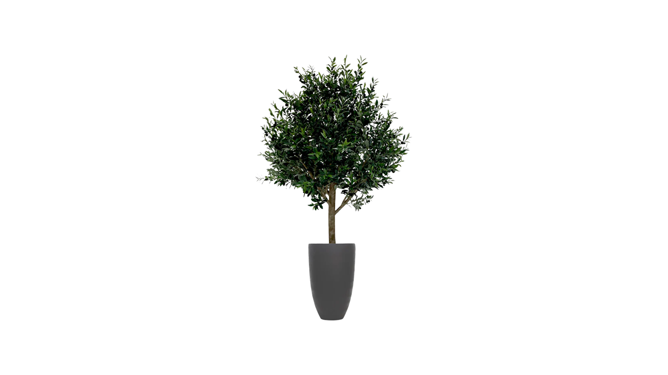 Mediterranean Olive Tree