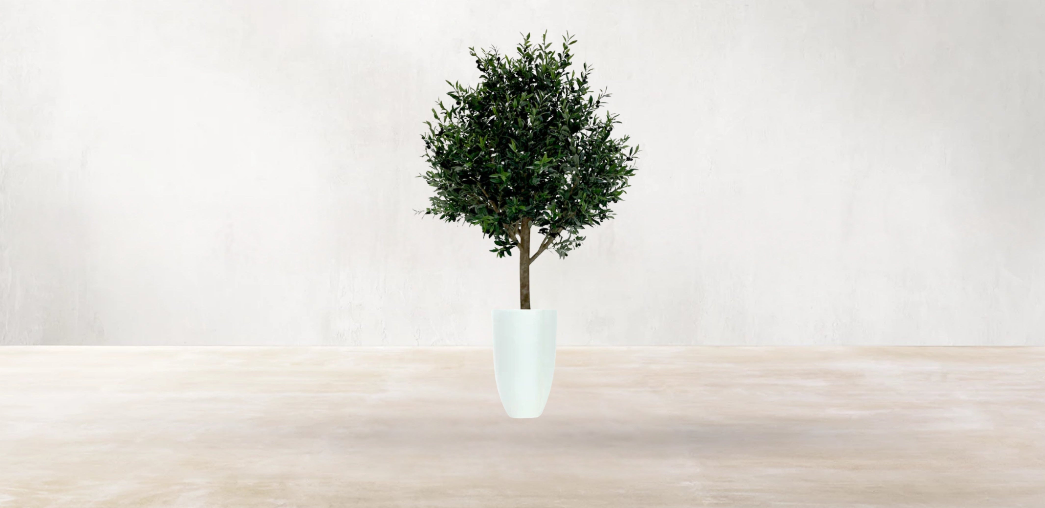 Mediterranean Olive Tree