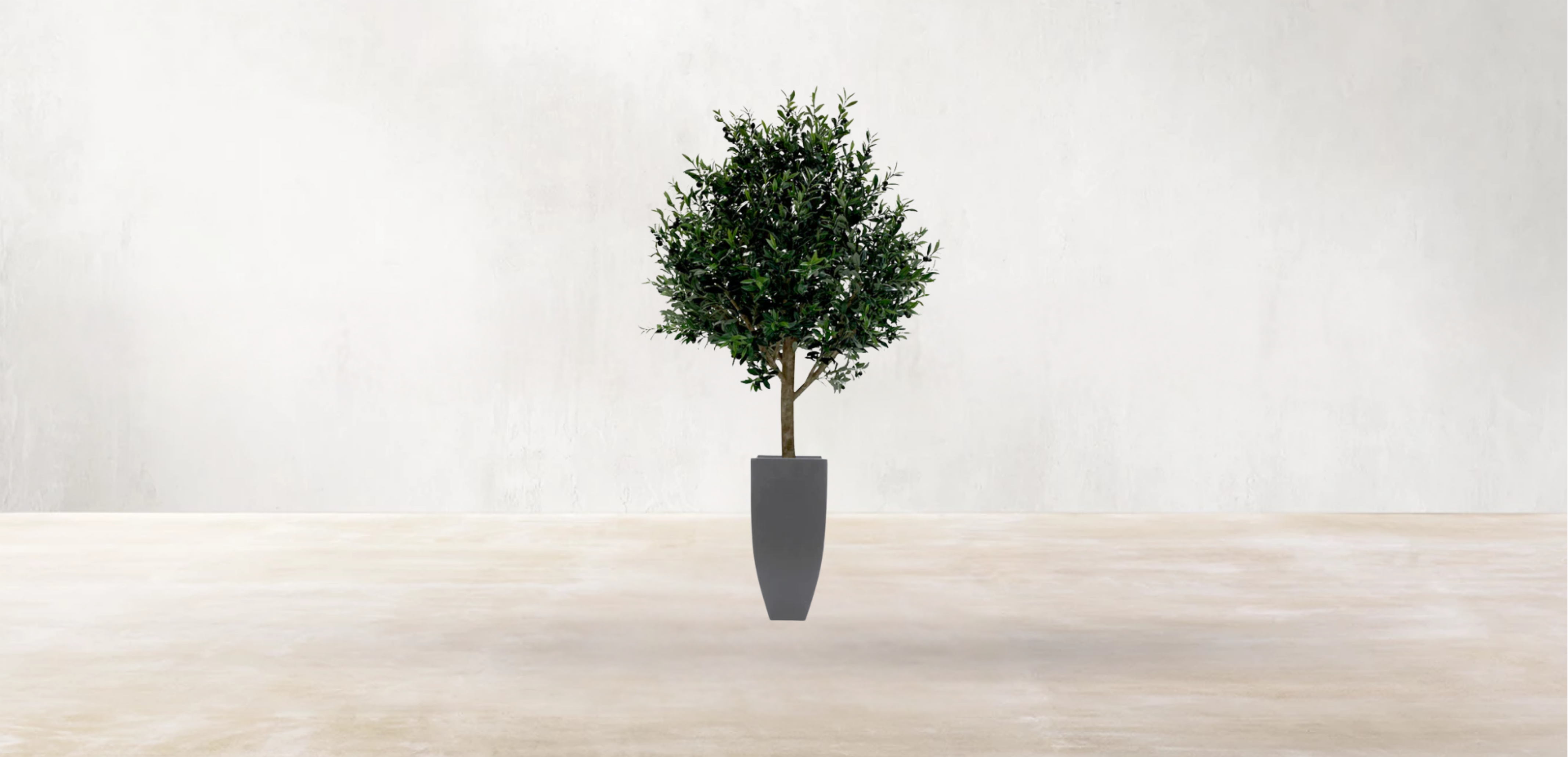 Mediterranean Olive Tree