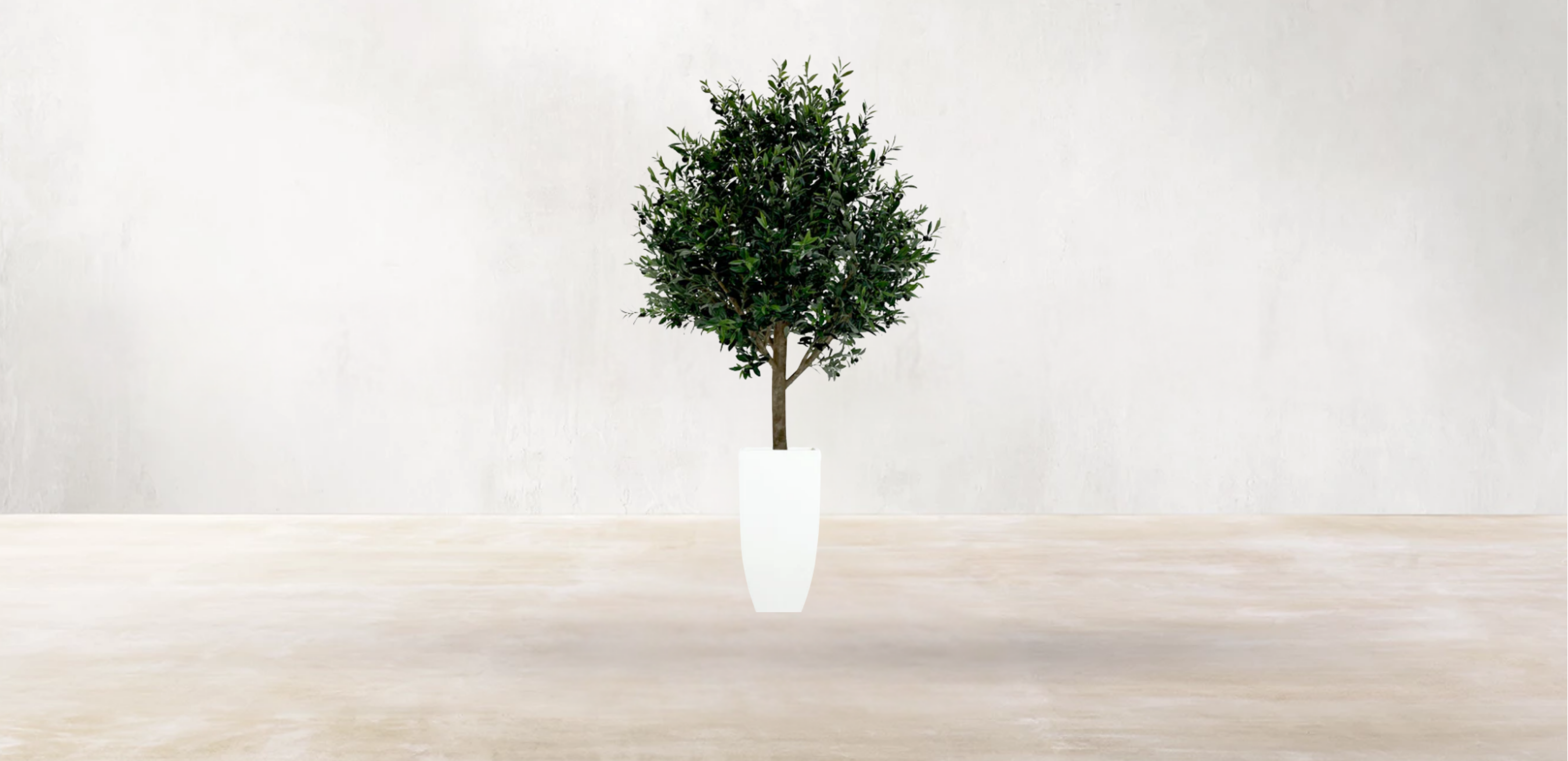 Mediterranean Olive Tree