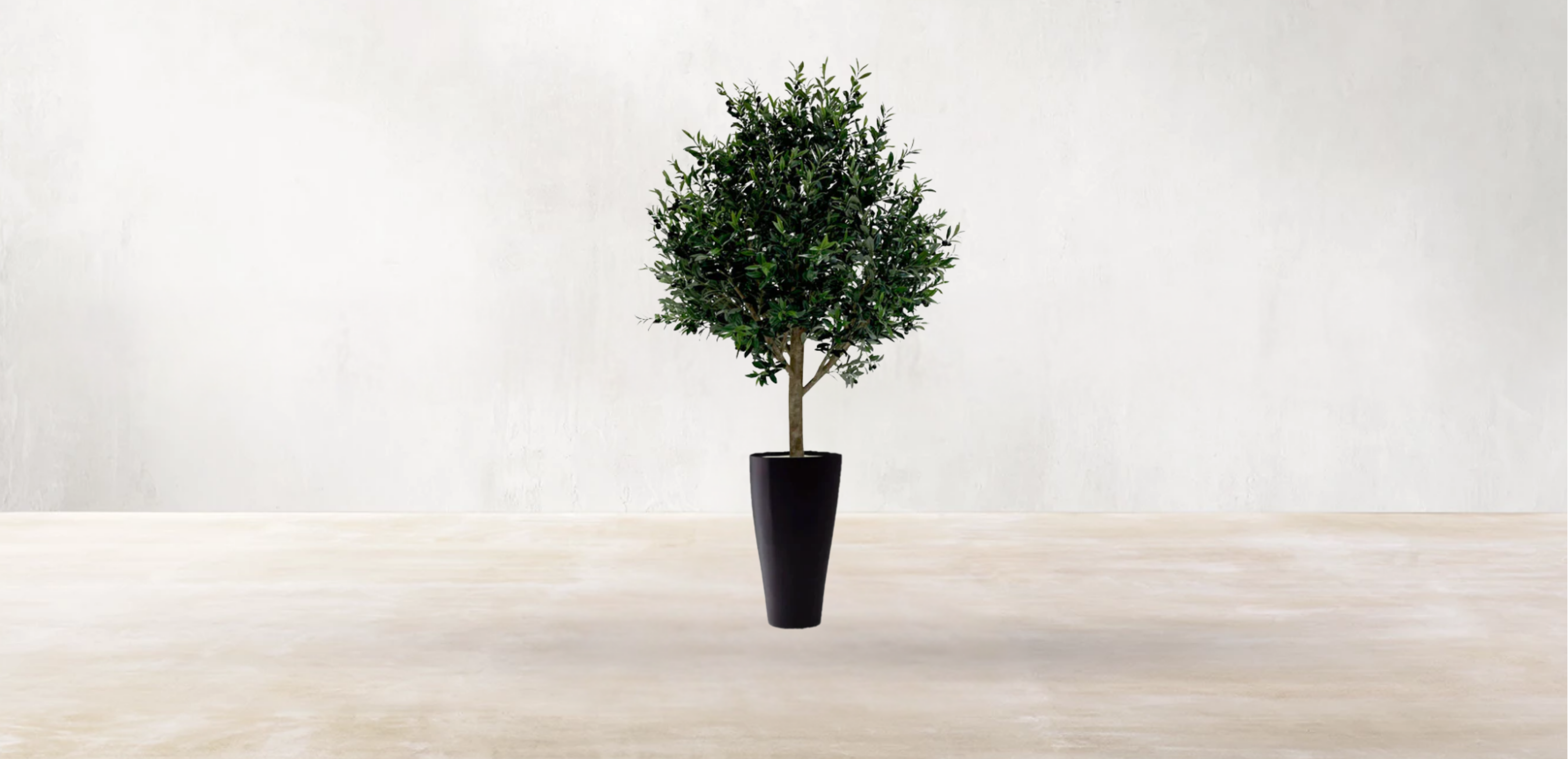Mediterranean Olive Tree