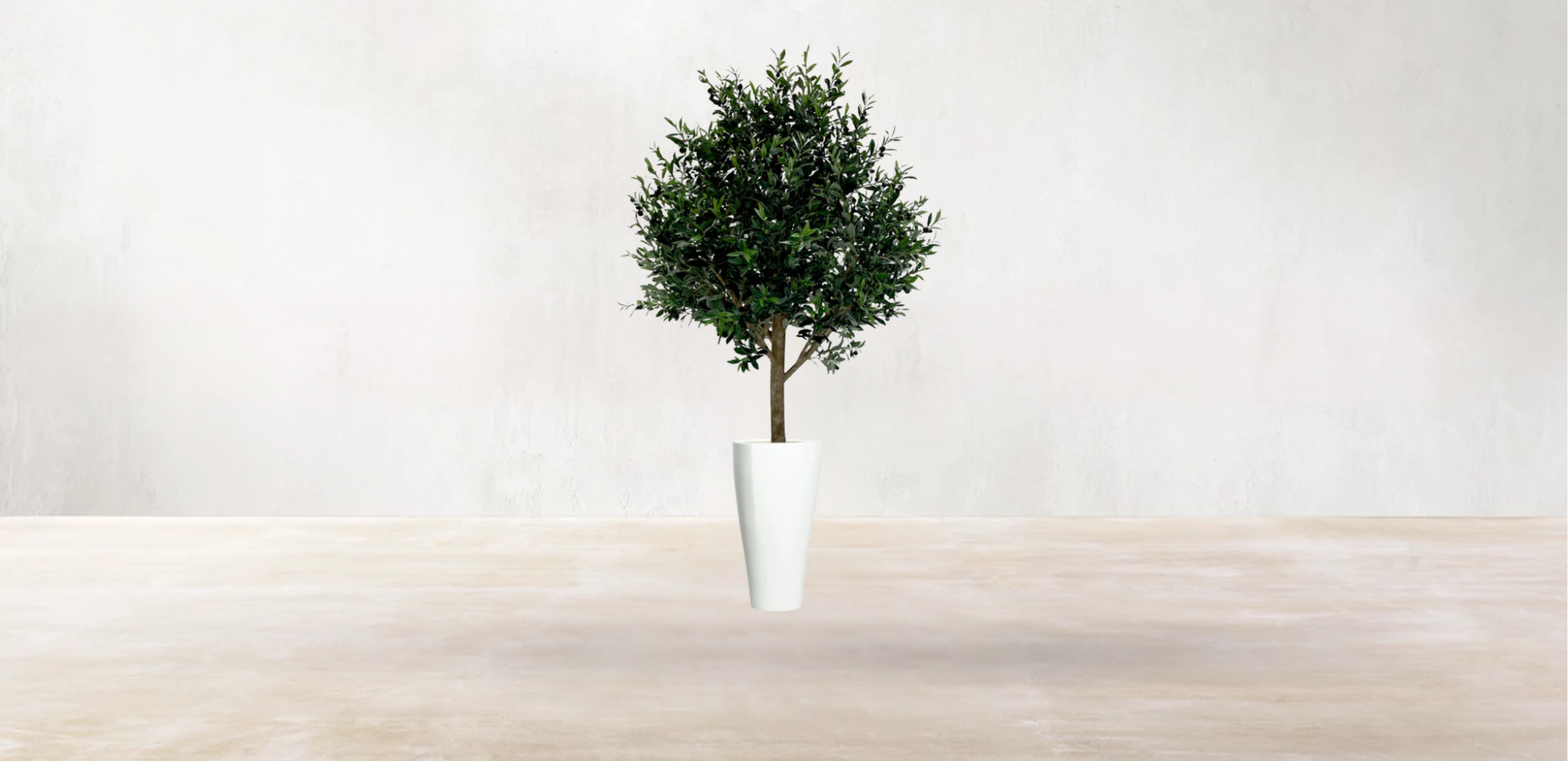 Mediterranean Olive Tree