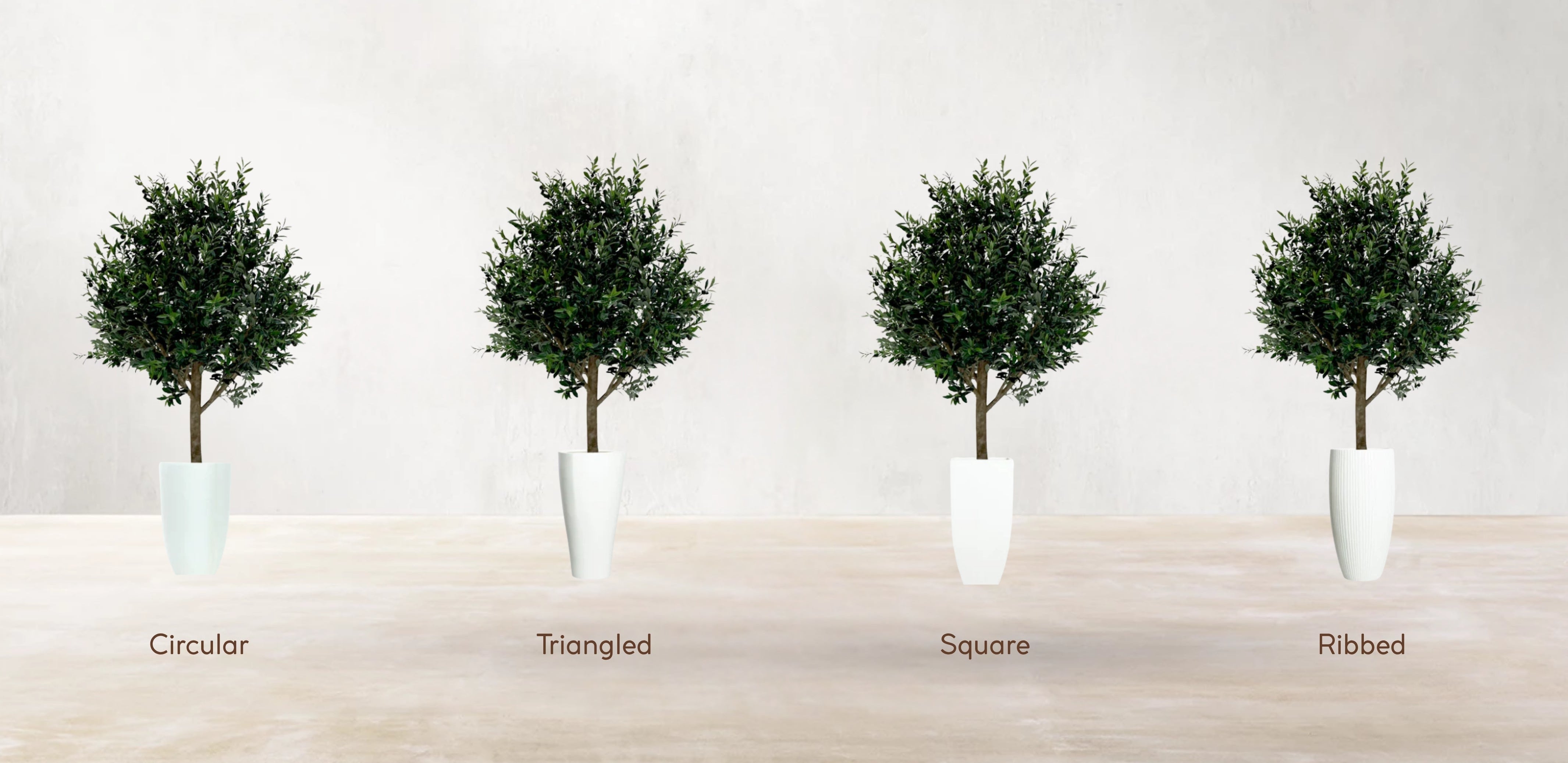 Mediterranean Olive Tree