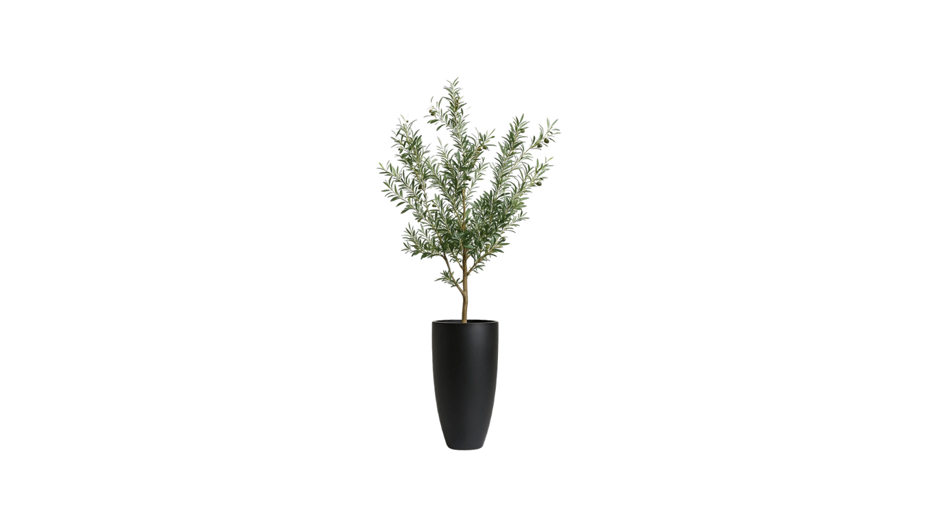 Young Mediterranean Olive Tree