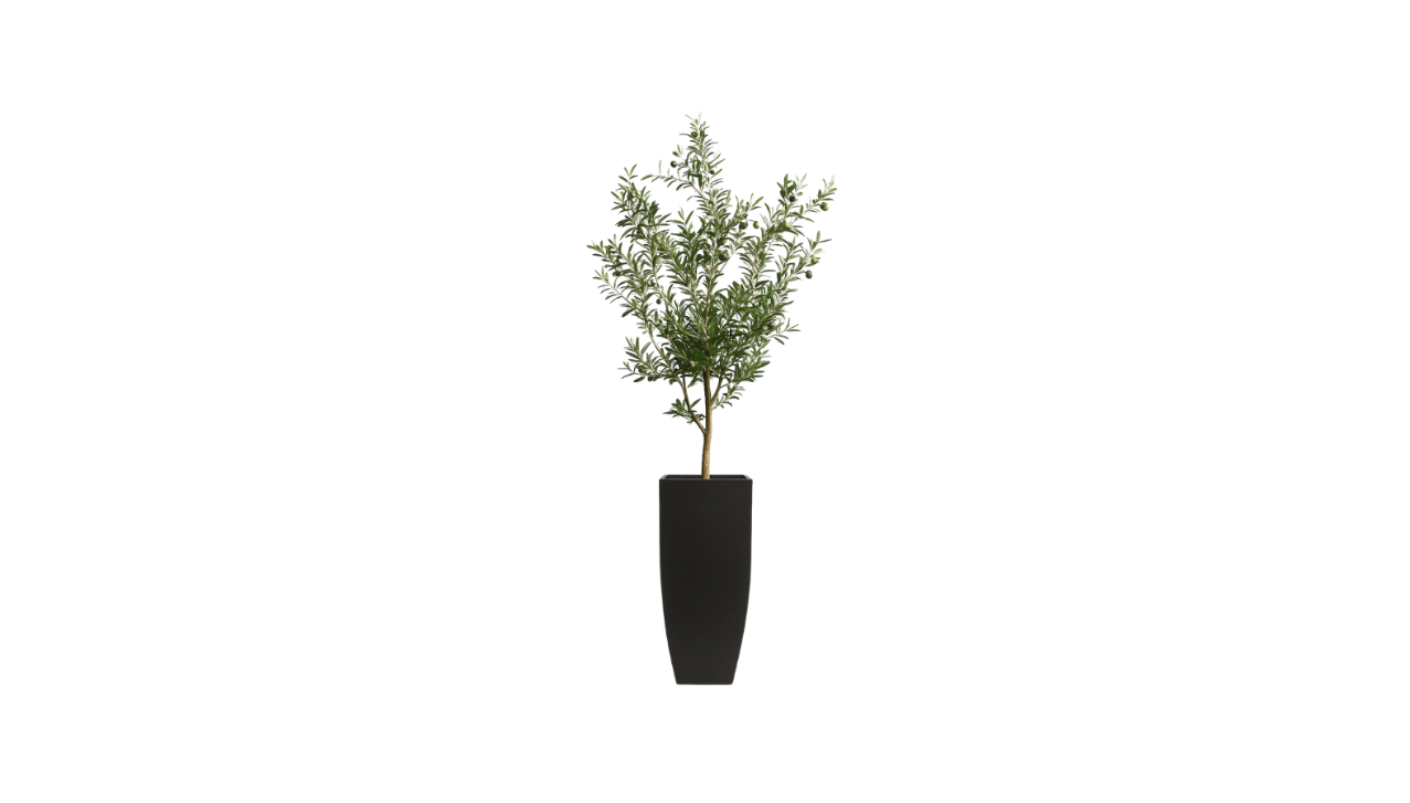 Young Mediterranean Olive Tree