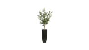 Young Mediterranean Olive Tree