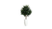 Mediterranean Olive Tree