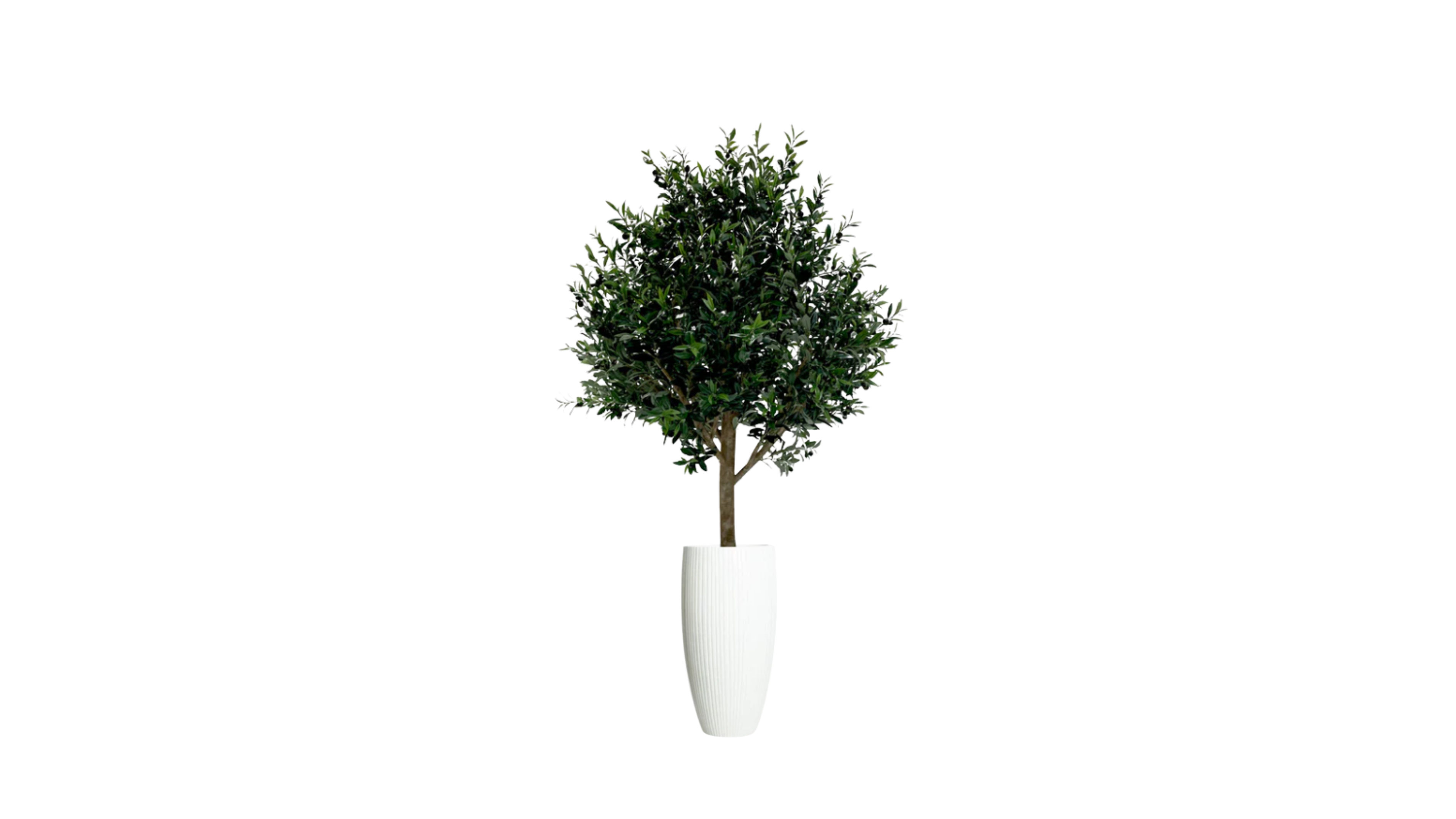 Mediterranean Olive Tree
