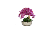 Orchid in Anthesis