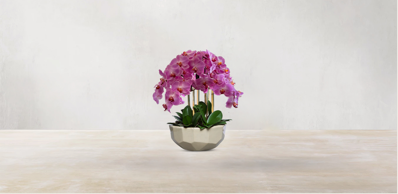 Orchid in Anthesis