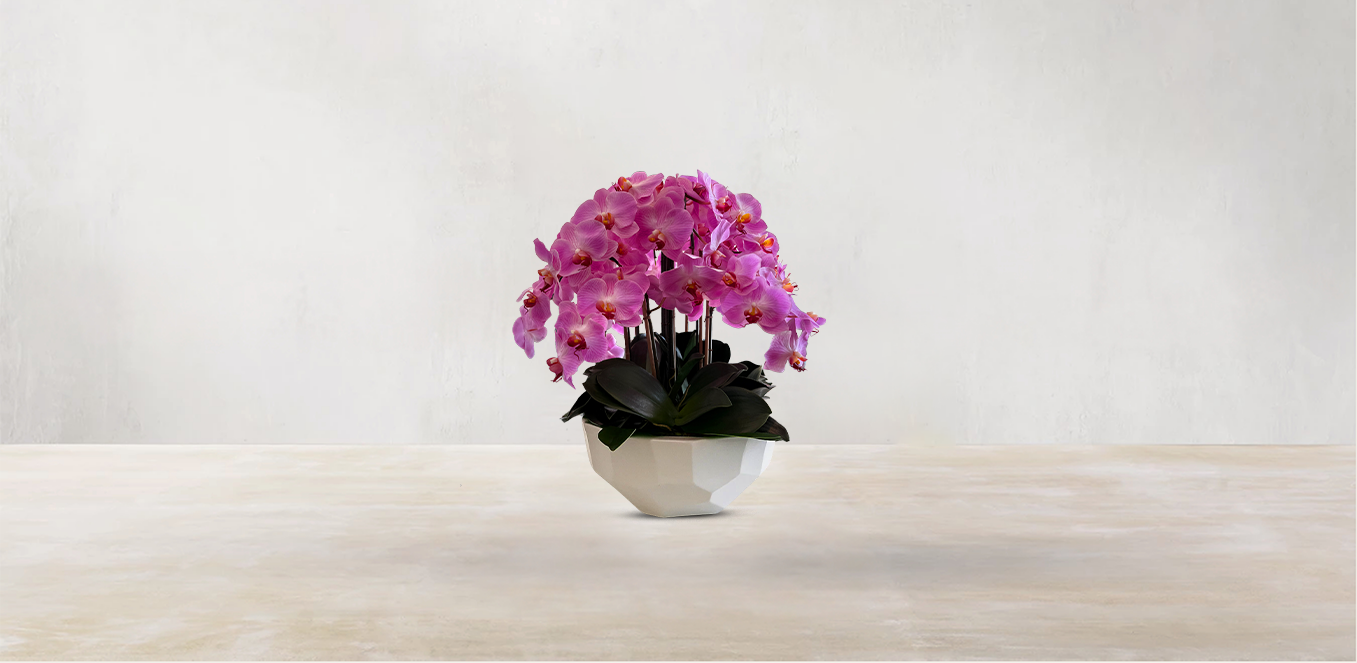Orchid in Anthesis