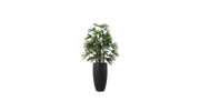 Raphis Palm of the Southern China