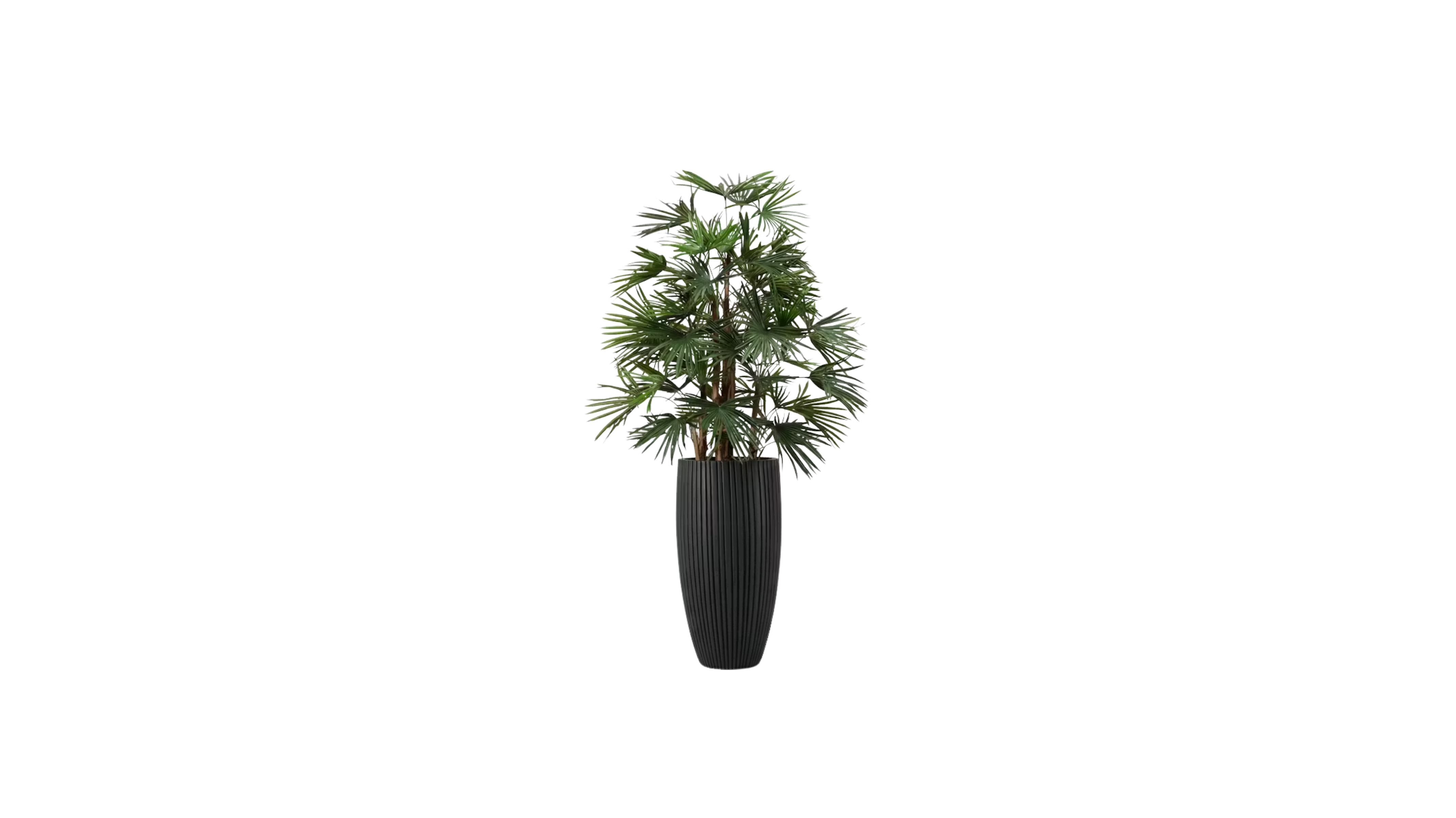 Raphis Palm of the Southern China