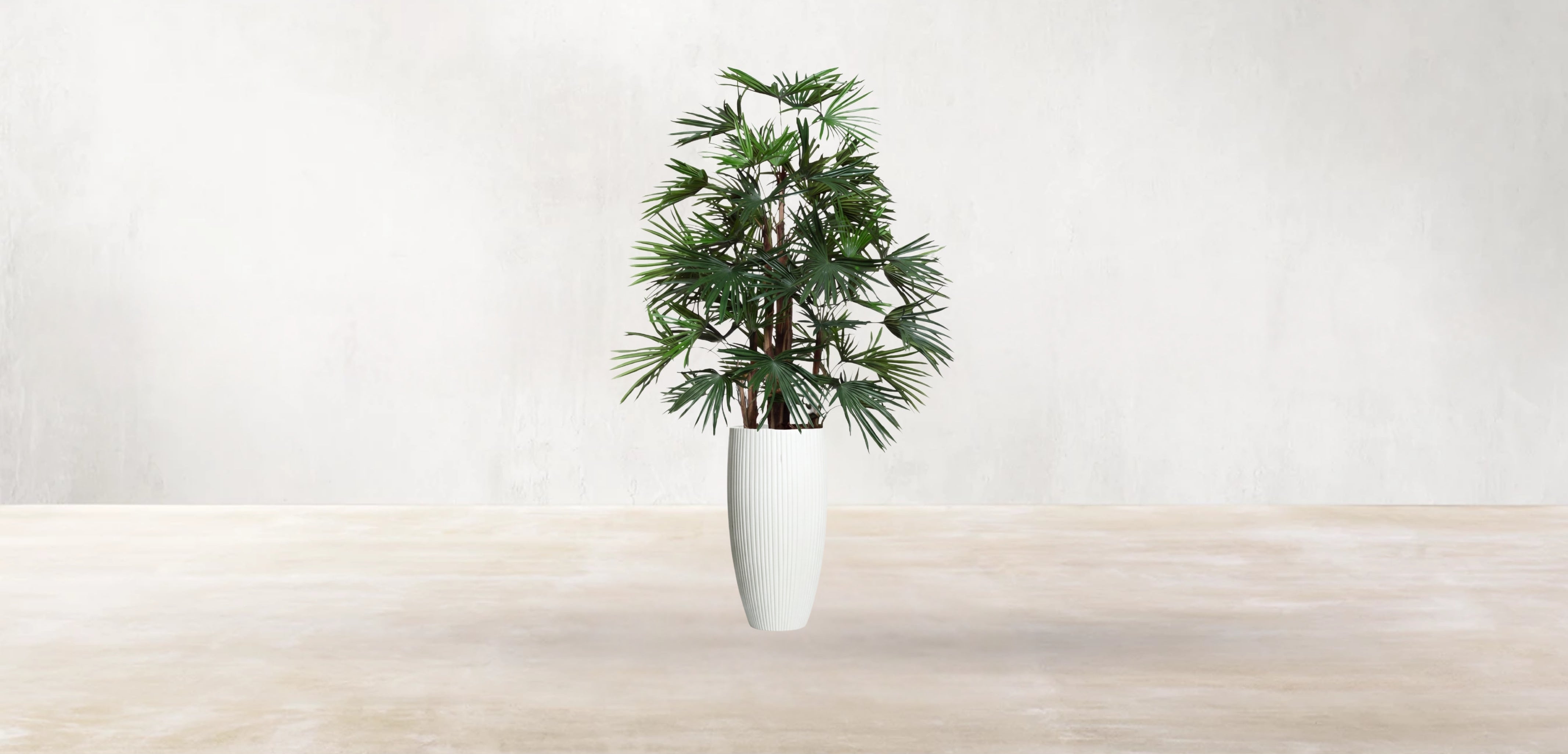 Raphis Palm of the Southern China