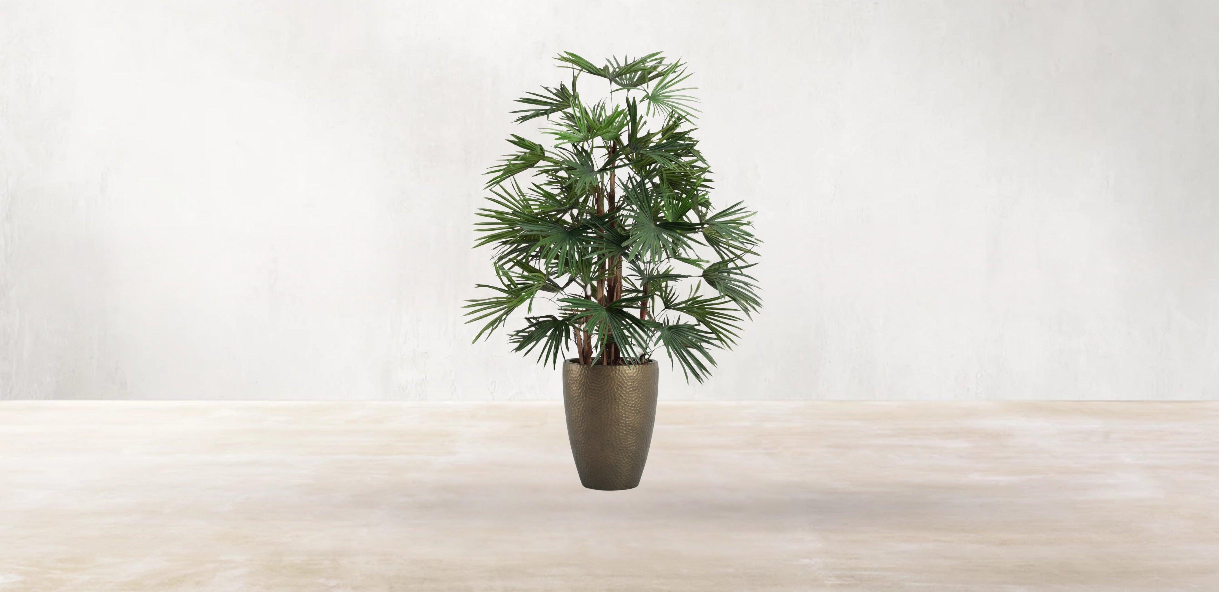Raphis Palm of the Southern China