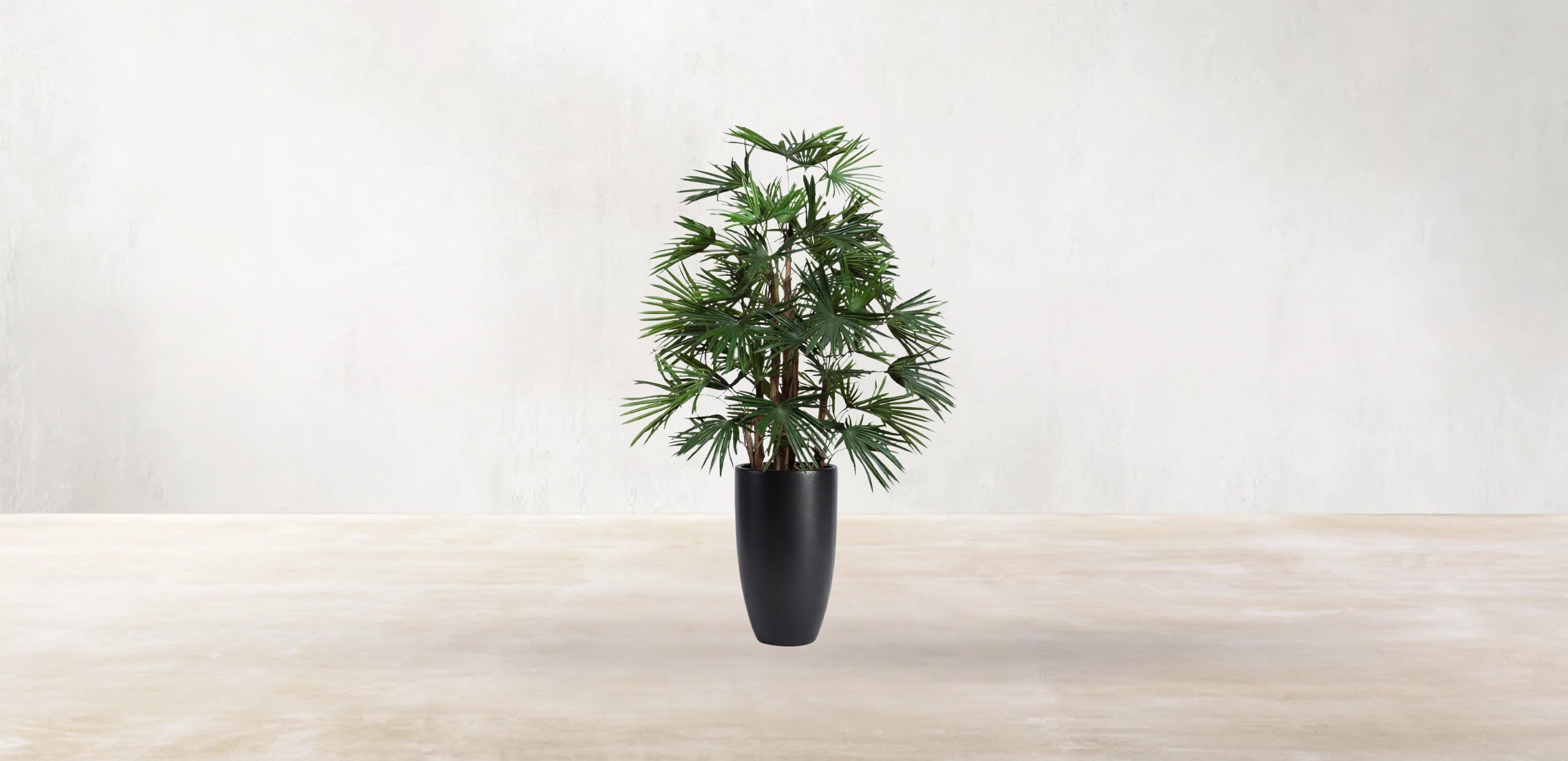 Raphis Palm of the Southern China
