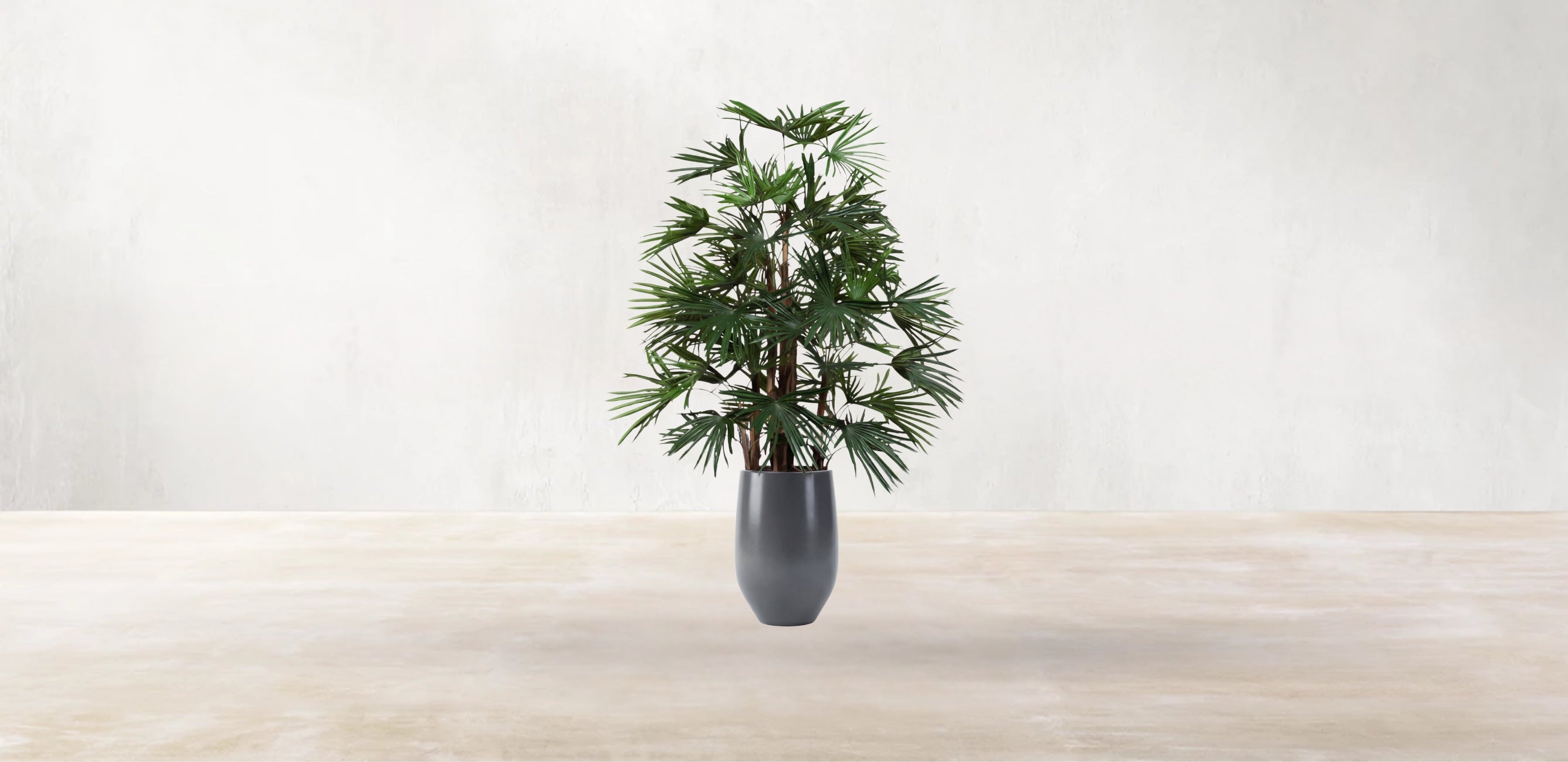 Raphis Palm of the Southern China