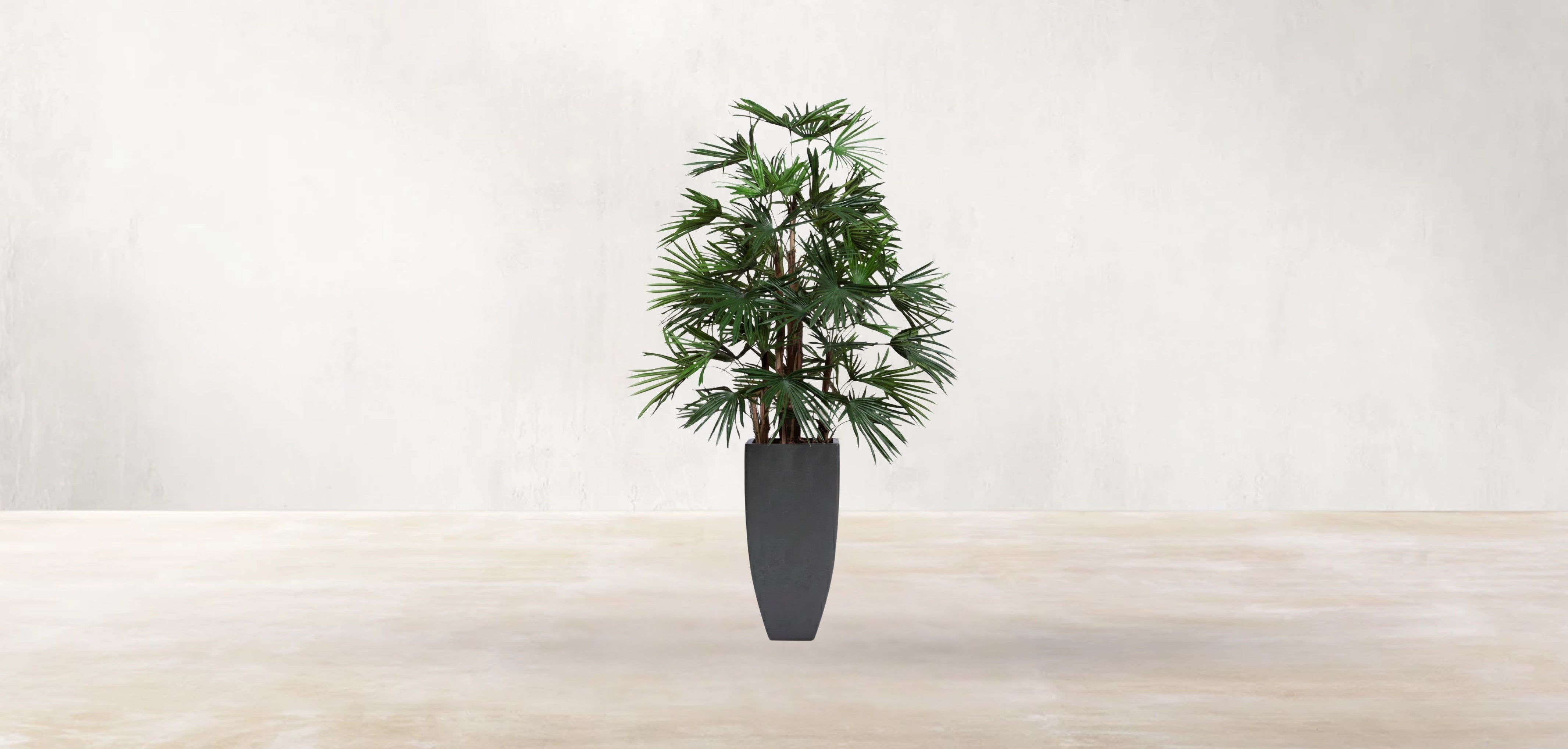 Raphis Palm of the Southern China