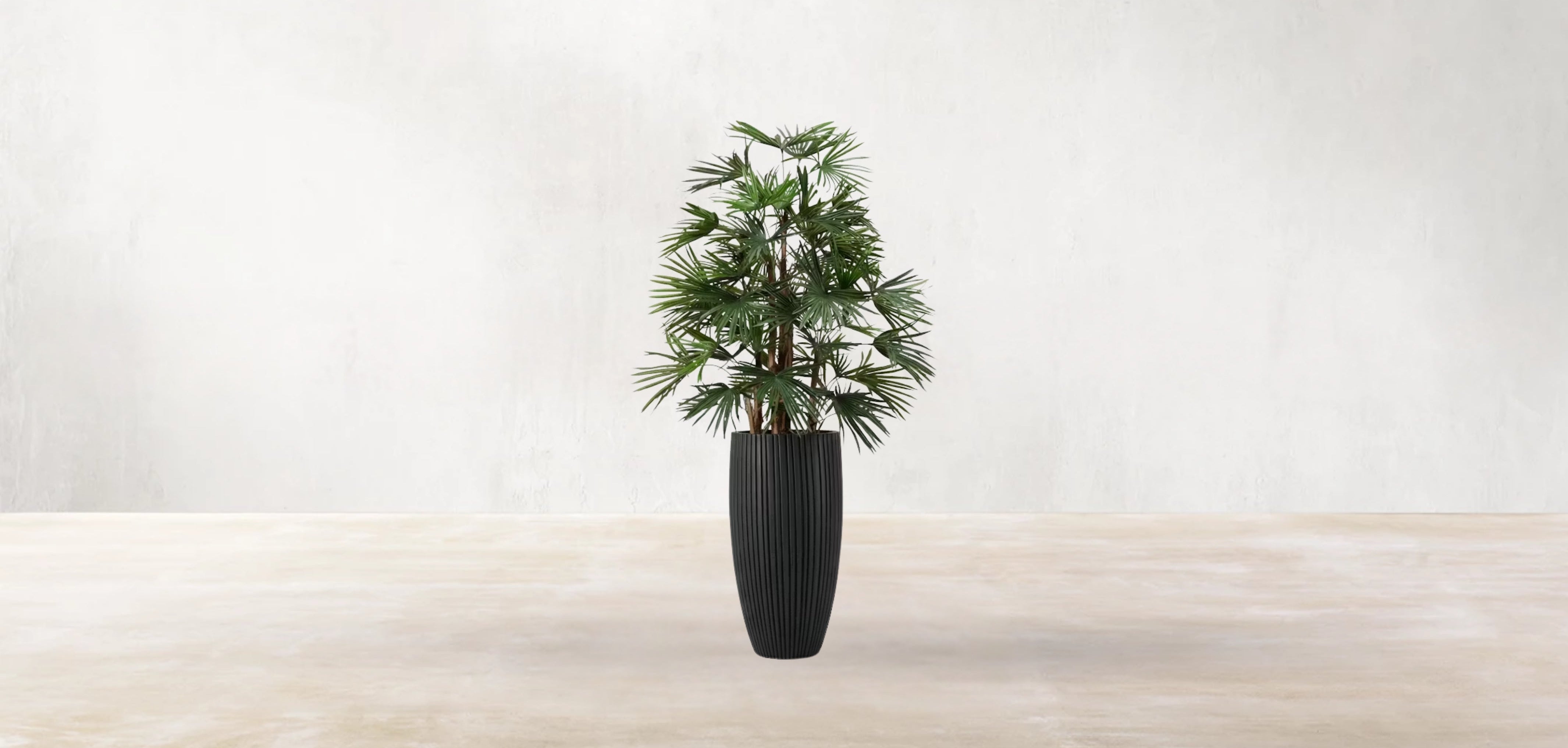 Raphis Palm of the Southern China
