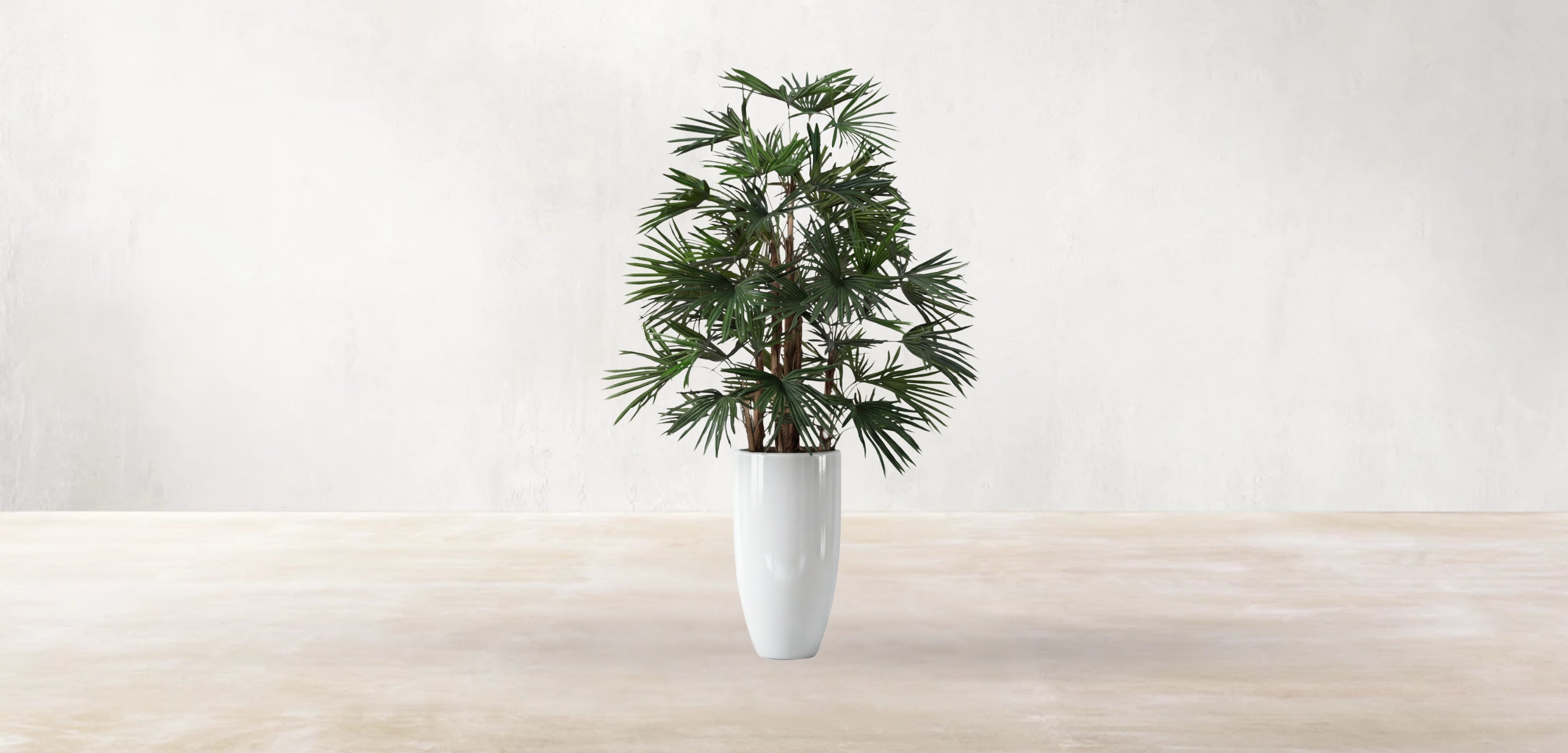 Raphis Palm of the Southern China