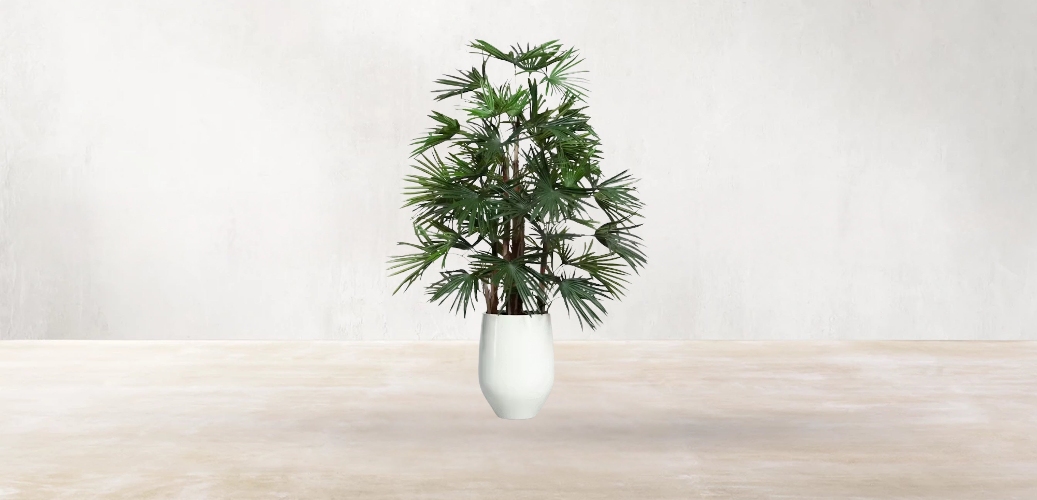 Raphis Palm of the Southern China