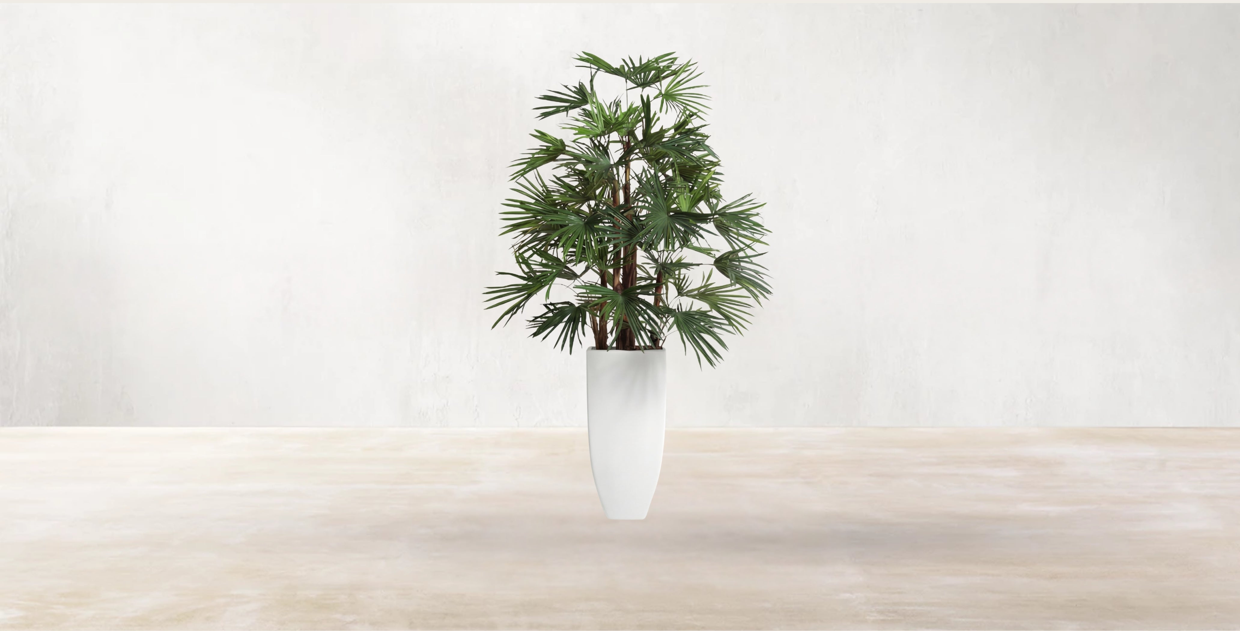 Raphis Palm of the Southern China