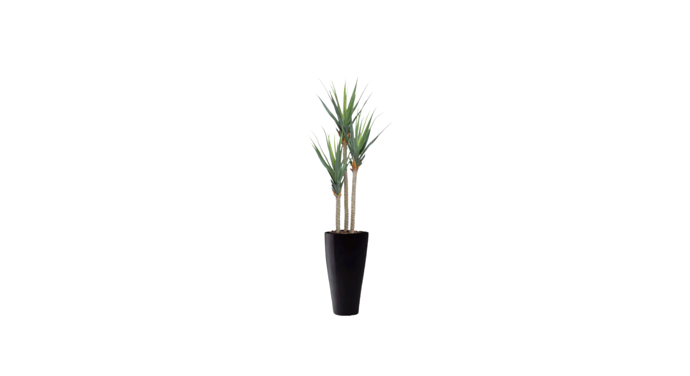 Young Pandanus of the Pacific Islands