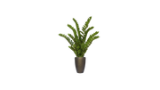 Zamiifolia of Kenya