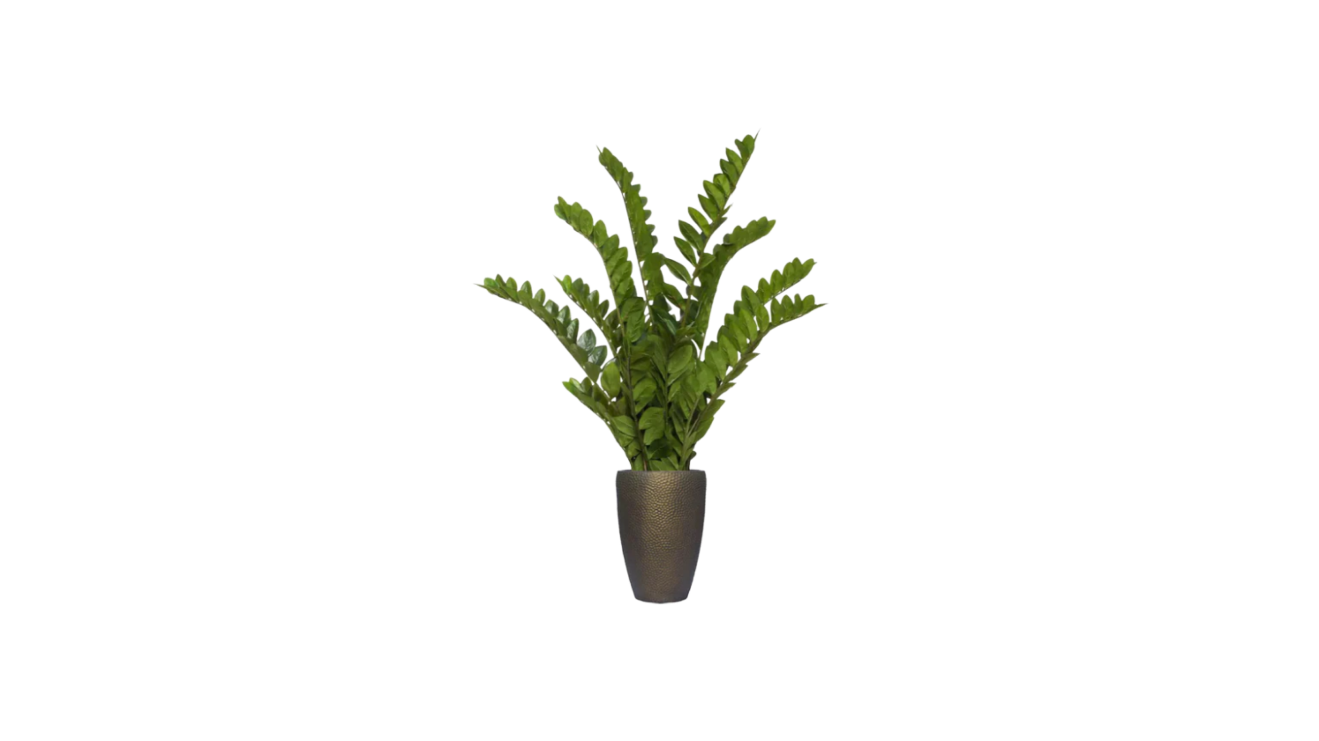 Zamiifolia of Kenya